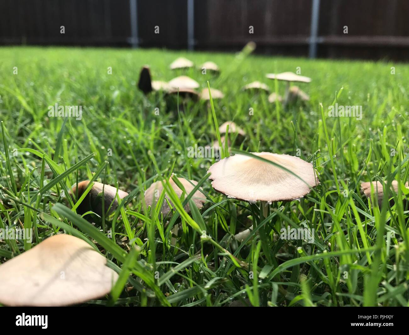 La perfetta di funghi Foto Stock