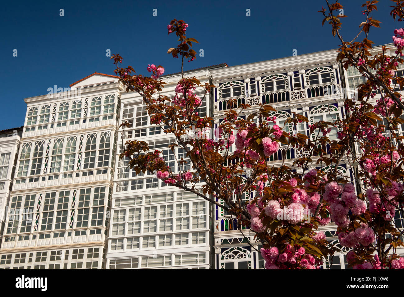 Spagna Galizia, A Coruña, ornamentali ciliegio in fiore e i caratteristici vetri alti edifici sul lungomare Foto Stock