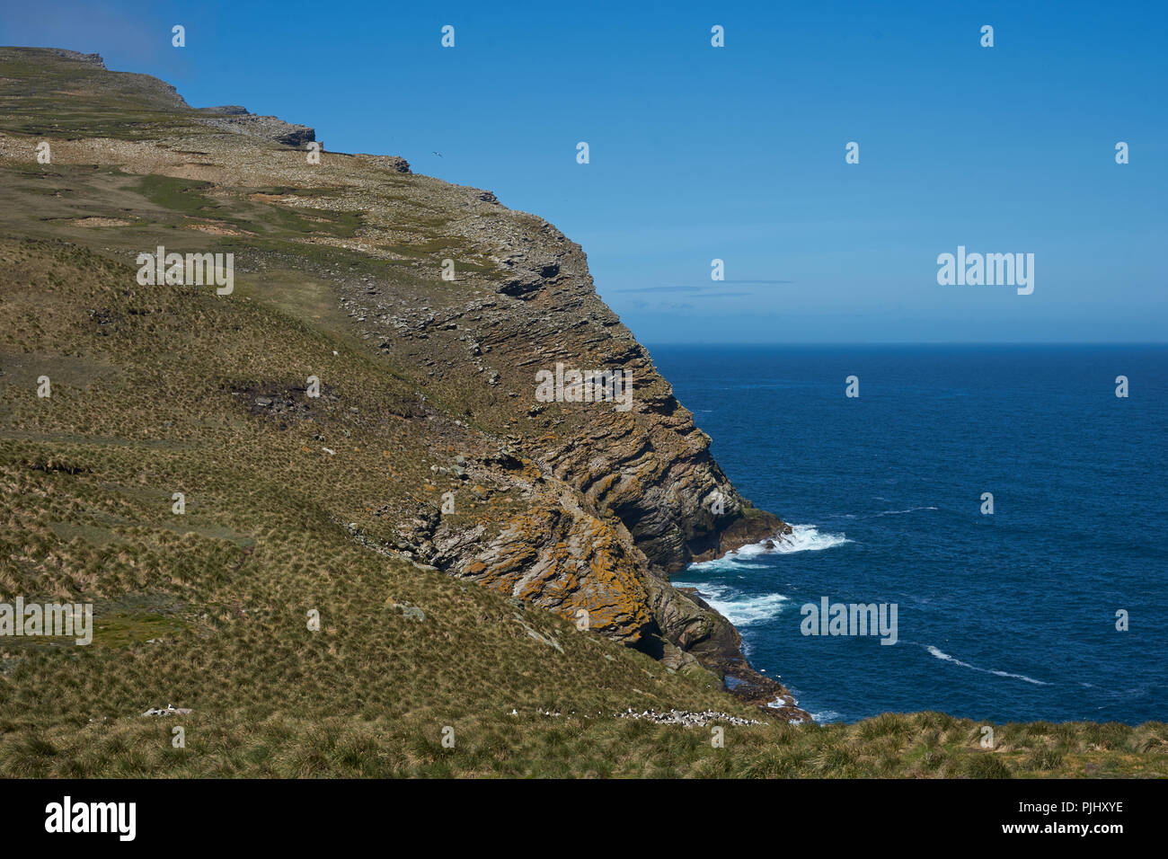 Nero-browed Albatross (Thalassarche melanophrys) rookery sulle scogliere di West Point Island nelle isole Falkland. Foto Stock