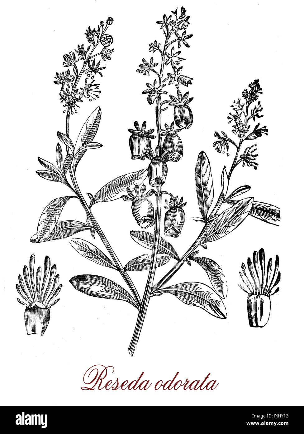 Vintage incisione di reseda odorata o giardino mignonette, fioritura delle piante coltivate come ornamentali frangrant con fiori, utilizzato per l'olio essenziale. Foto Stock