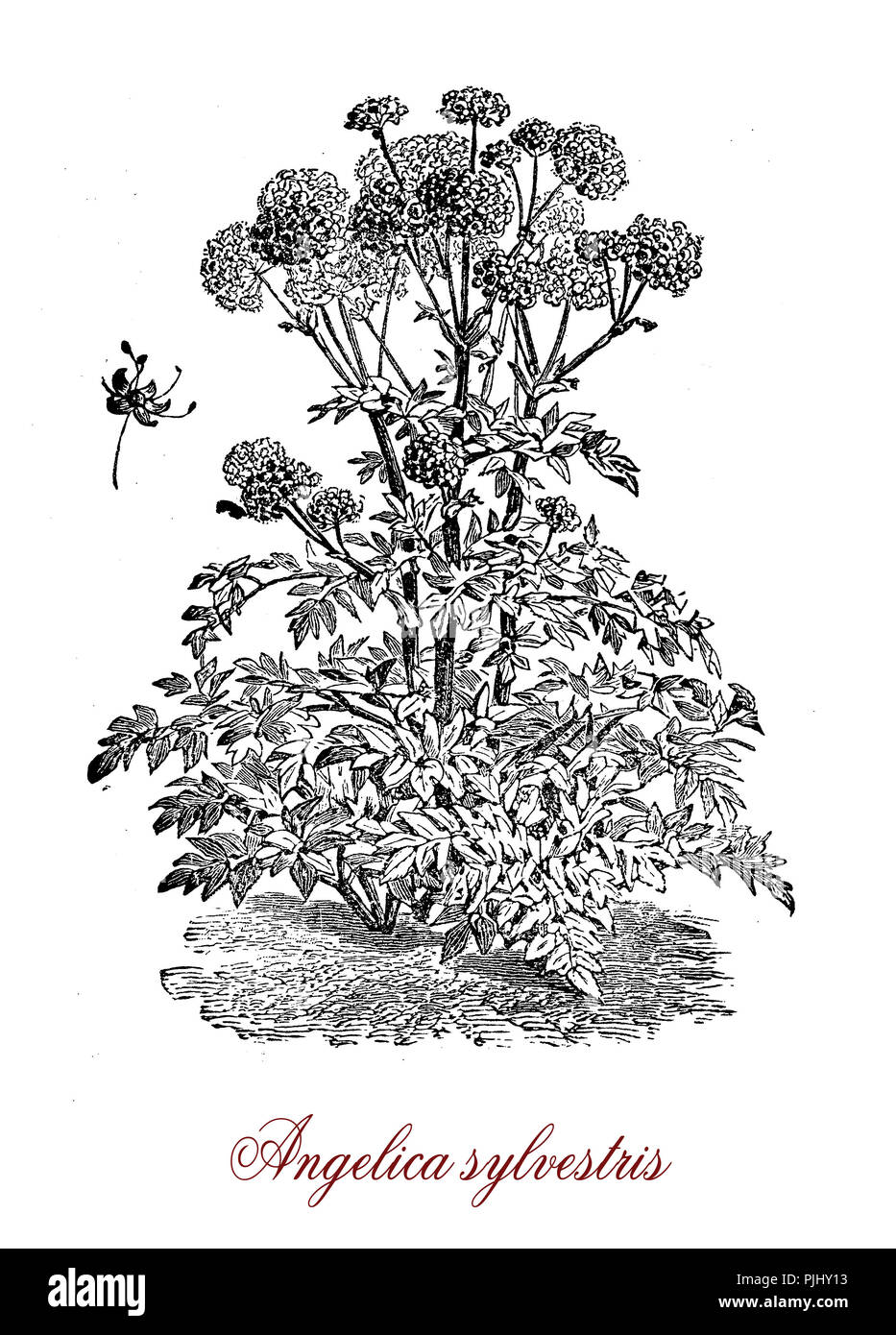 Vintage incisione di Angelica sylvestris, decorativo pianta flowering con umbels arrotondata di piccoli fiori pallido, utilizzato in Austria la medicina tradizionale. Foto Stock