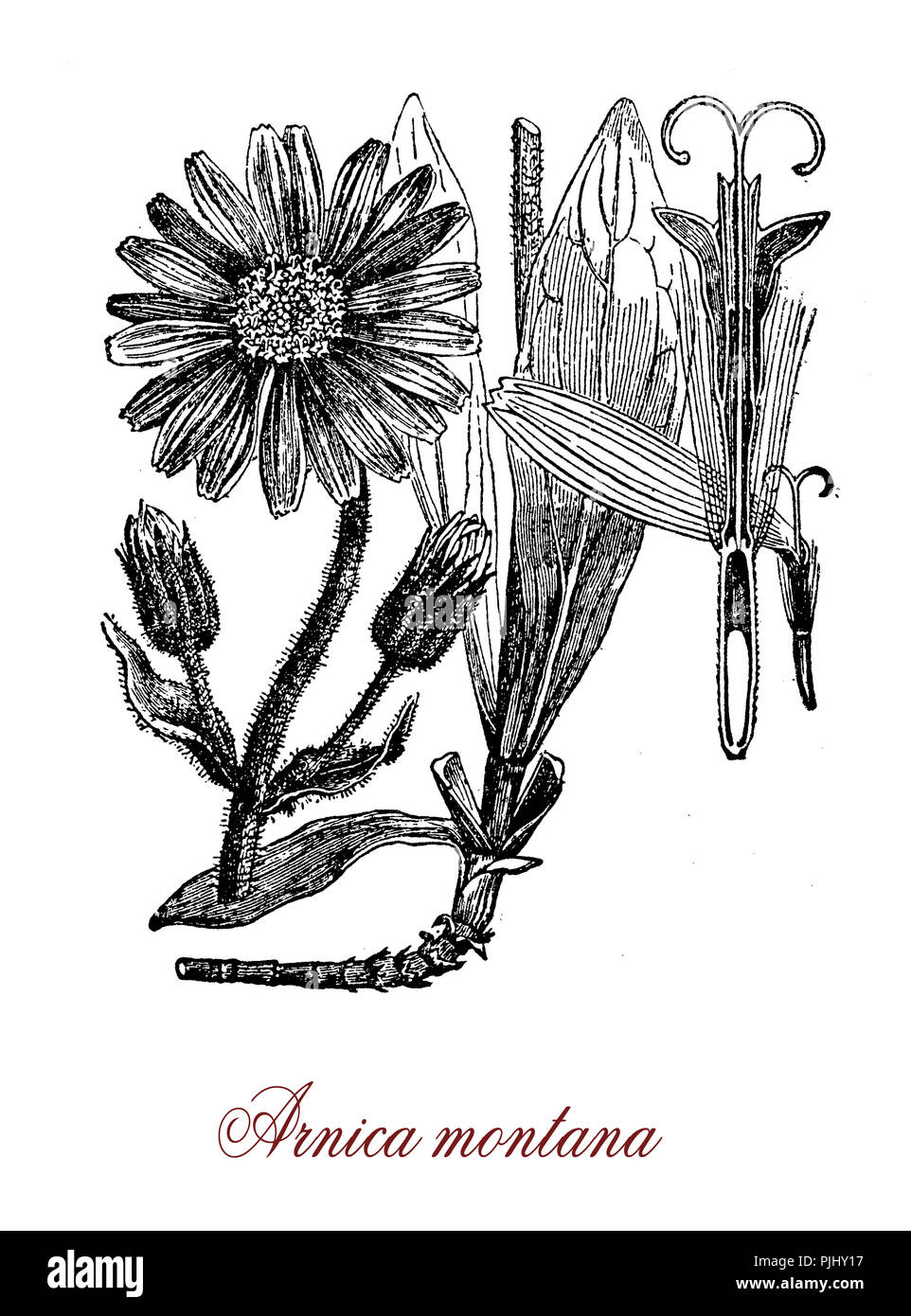 Vintage incisione di arnica, aromatica fioritura delle piante con giallo hairy fiori,coltivata per la medicina di erbe che cresce in montagna prati alpini. La pianta è rara e protetta in molti paesi. Velenosa se mangiato. Foto Stock