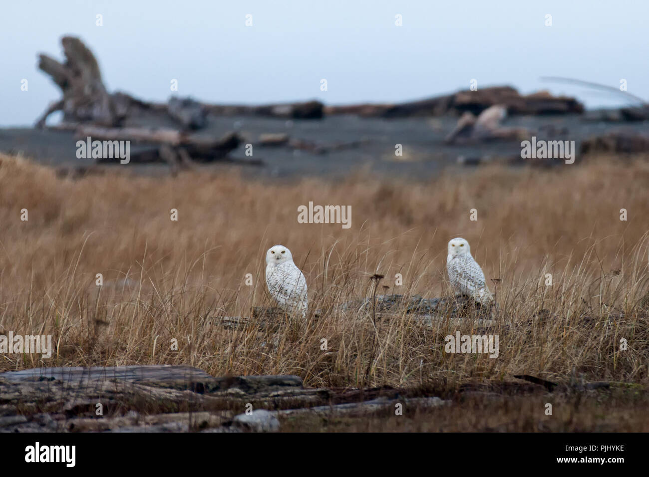 Due le civette delle nevi su log in erba secca Foto Stock