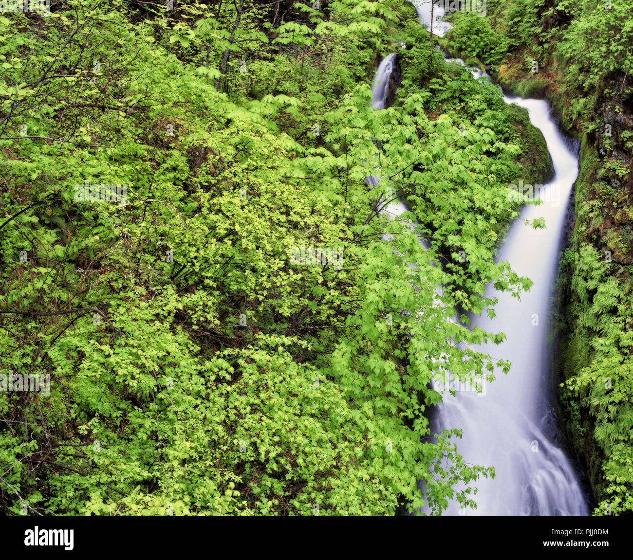 Wahkeena Creek giunchi sulla appropriatamente chiamato cravatta cade in Oregon la Columbia River Gorge National Scenic Area. Foto Stock
