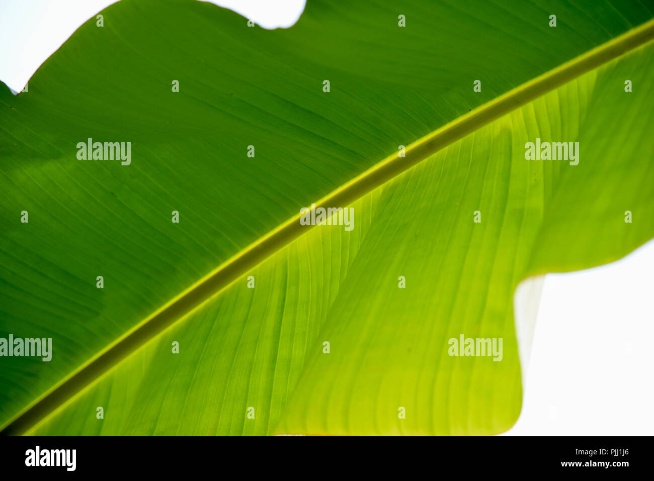 Verde foglie di banana Foto Stock