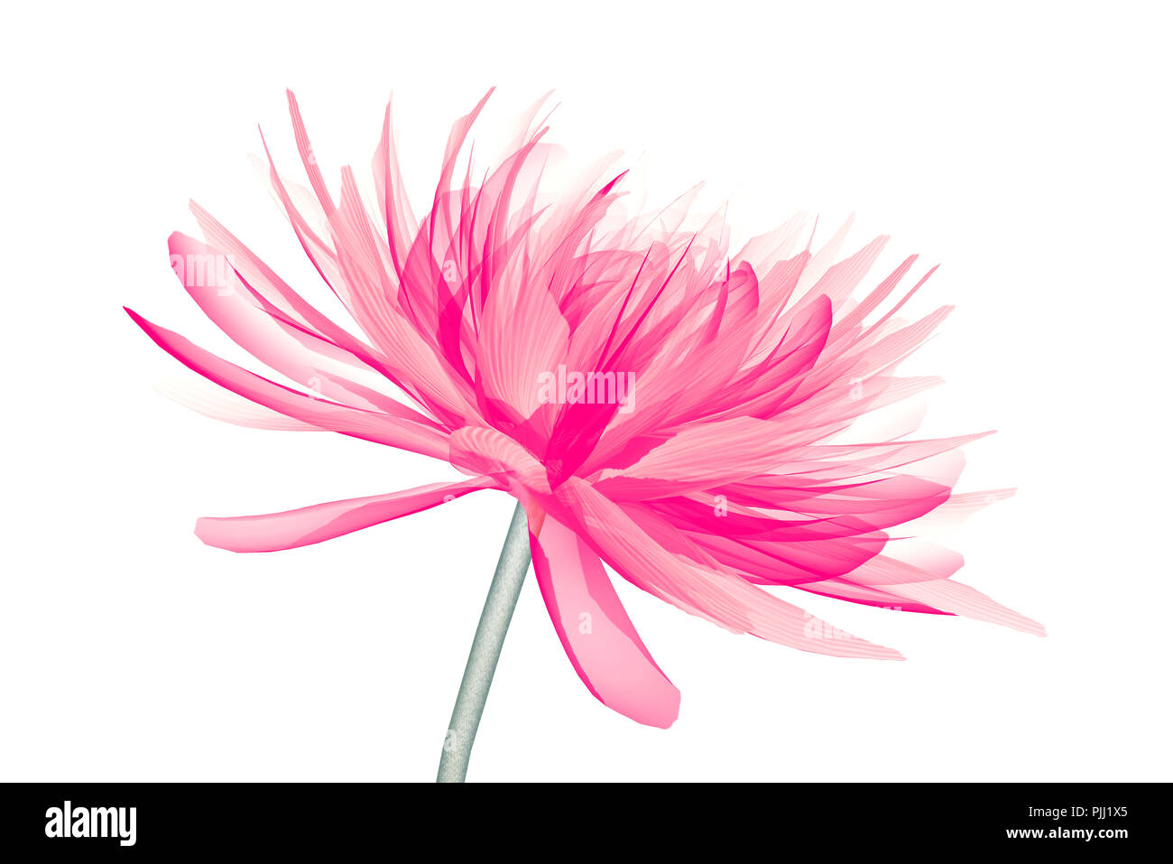 Immagine a raggi x di un fiore isolato su bianco, la dalia 3d illustrazione Foto Stock Immagine a raggi x di un fiore isolato su bianco, la dalia 3d illustrazione Foto Stock
