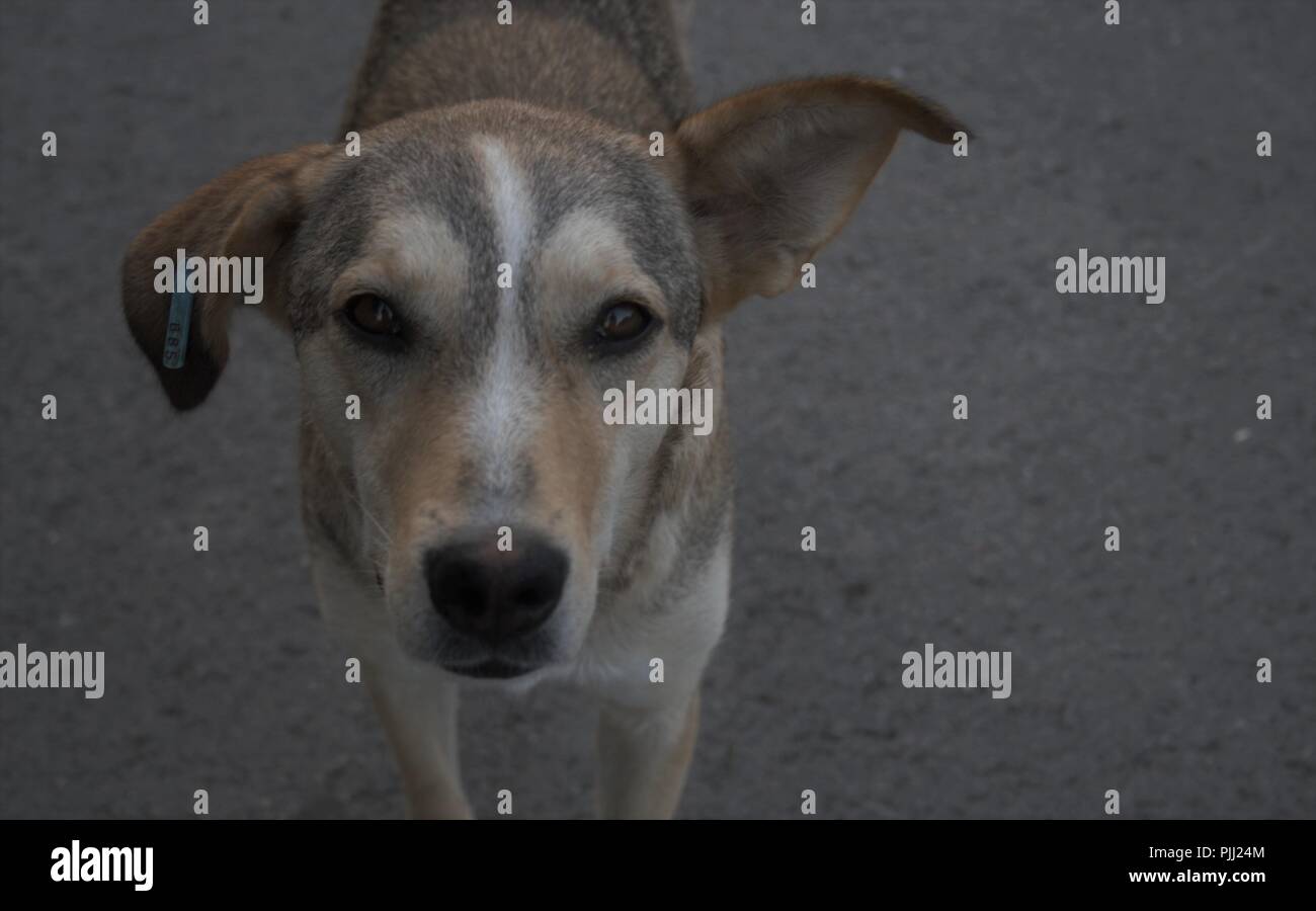 Cute cane fissando la telecamera. Foto Stock