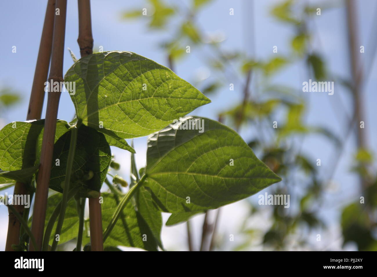 Foglia verde contro la luce con struttura cellulare Foto Stock