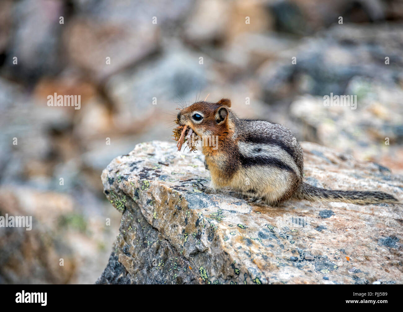 Staring Scoiattolo striado sulle rocce al Lago Moraine, Banff, Alberta, Canada Foto Stock
