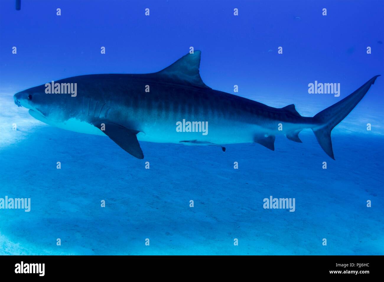 Tiger Shark in Bahamas. Squali tigre rango come la seconda specie per attentati mortali per gli esseri umani (31 morti) solo dopo il grande bianchi (80 morti). Foto Stock