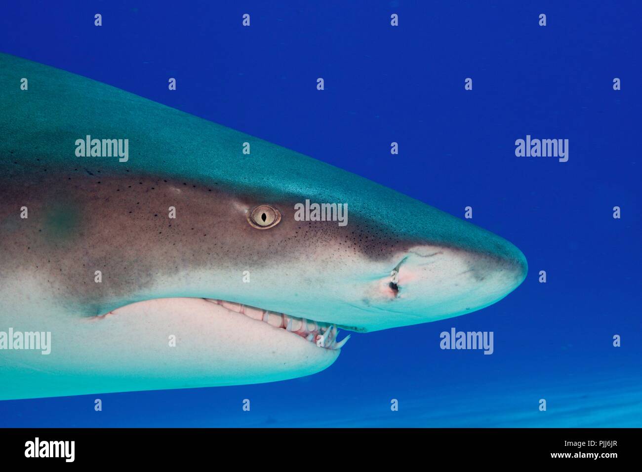 Radical closeup, Lo squalo limone, nel paradiso di squalo, Bahamas Foto Stock
