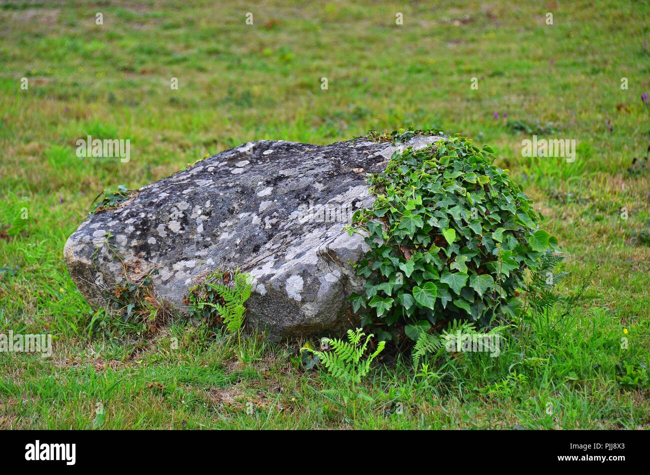 Il lichen coperto rock, boulder su pascoli, parzialmente ricoperta da edera, alcuni felce in primo piano Foto Stock