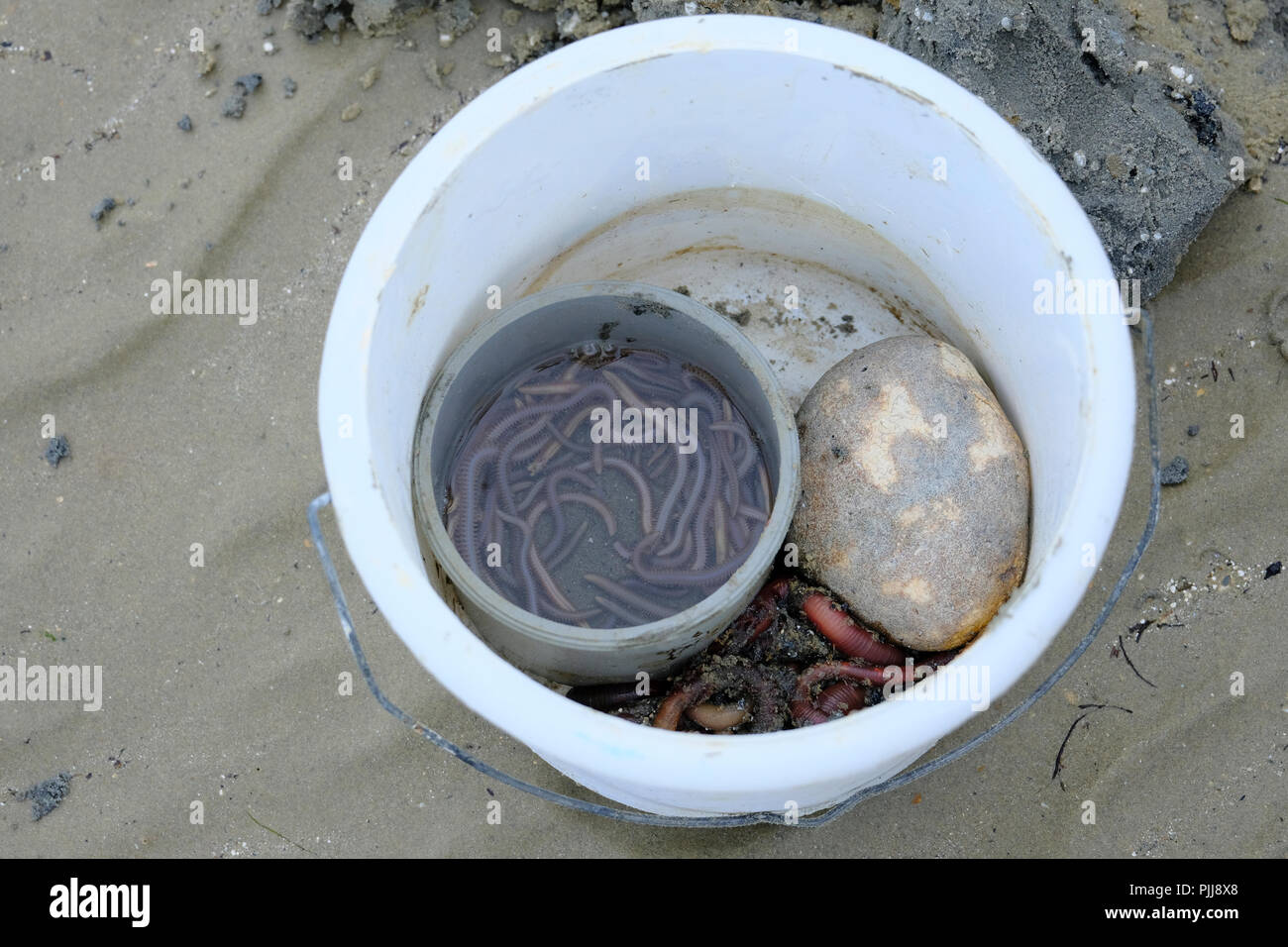 Benna di appena scavato Lugworms. La pietra è di mantenere la benna stabile di fronte alla forte brezza di mare Foto Stock