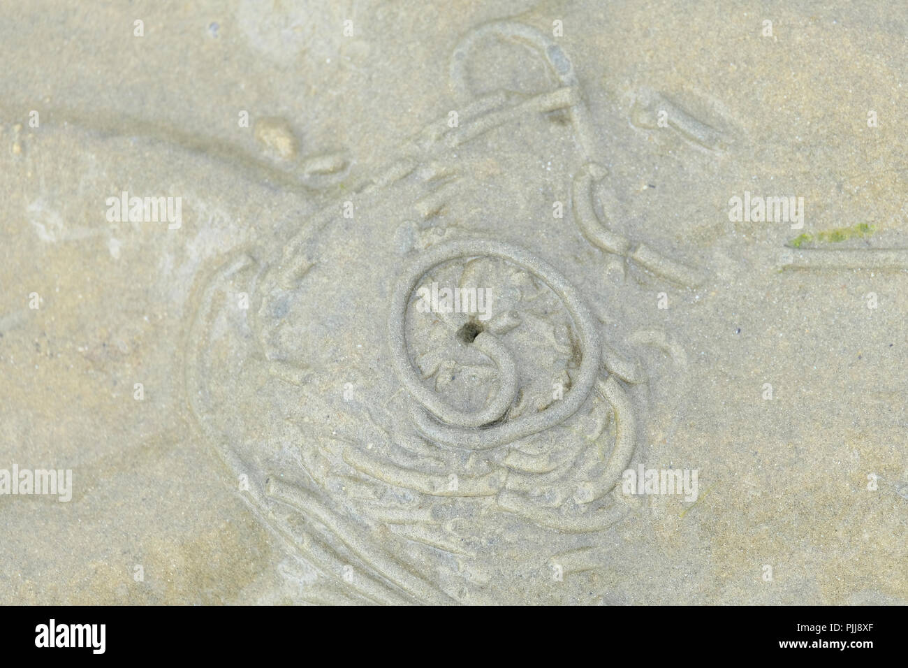 Spiralato colate di lugworm sulla spiaggia del Regno Unito a bassa marea Foto Stock