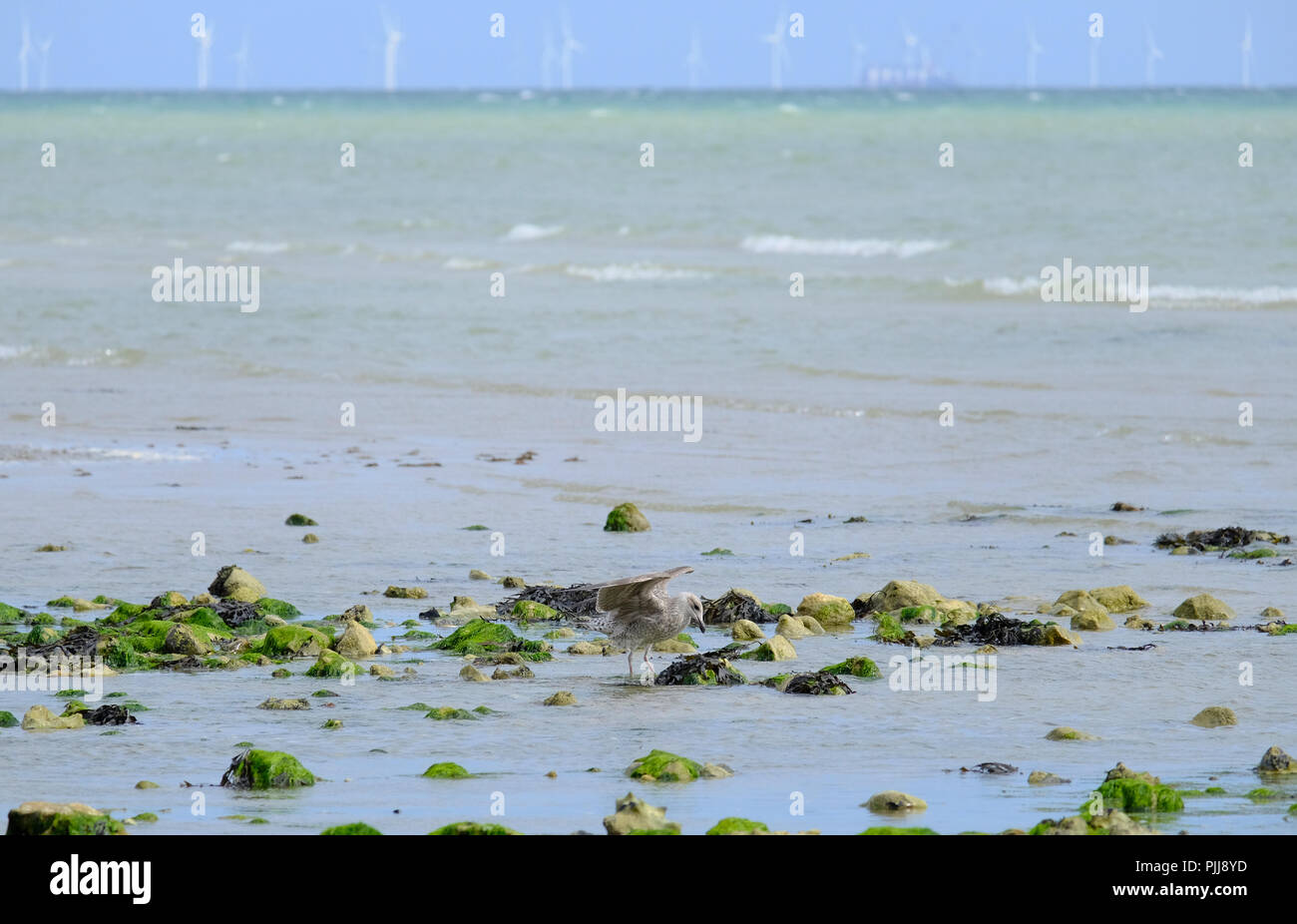 Sviluppato di recente Grande Black-Back Gull foraggio per il cibo in piscine di roccia con la bassa marea a East Preston beach, West Sussex. Rampion wind farm è in backgr Foto Stock