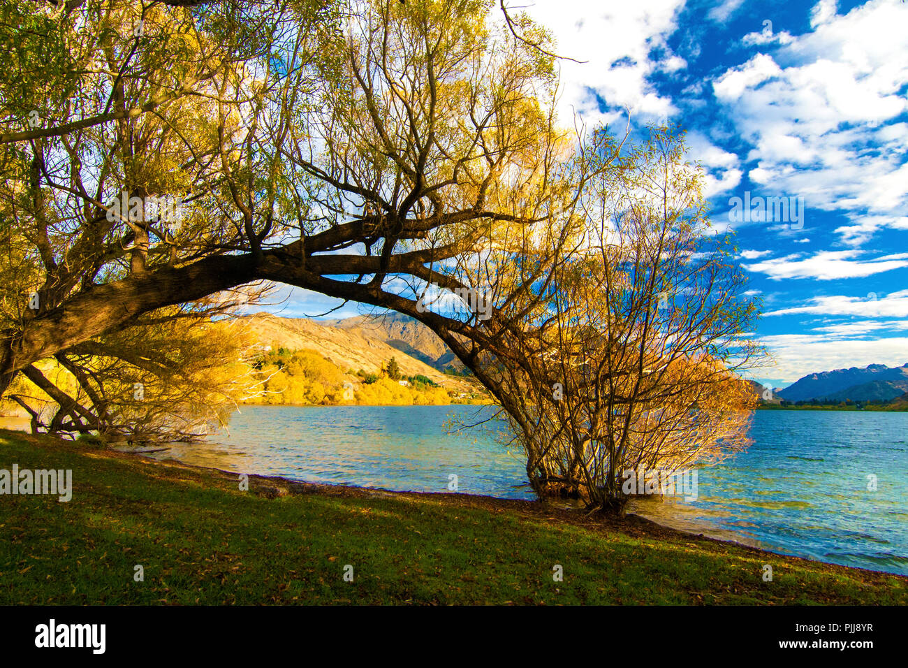 Paesaggio autunnale colorato paesaggio con alberi, lago e collina d'oro di Central Otago regione, Lago di Hayes, villaggio Arrowtown, road trip da Queenstown Foto Stock