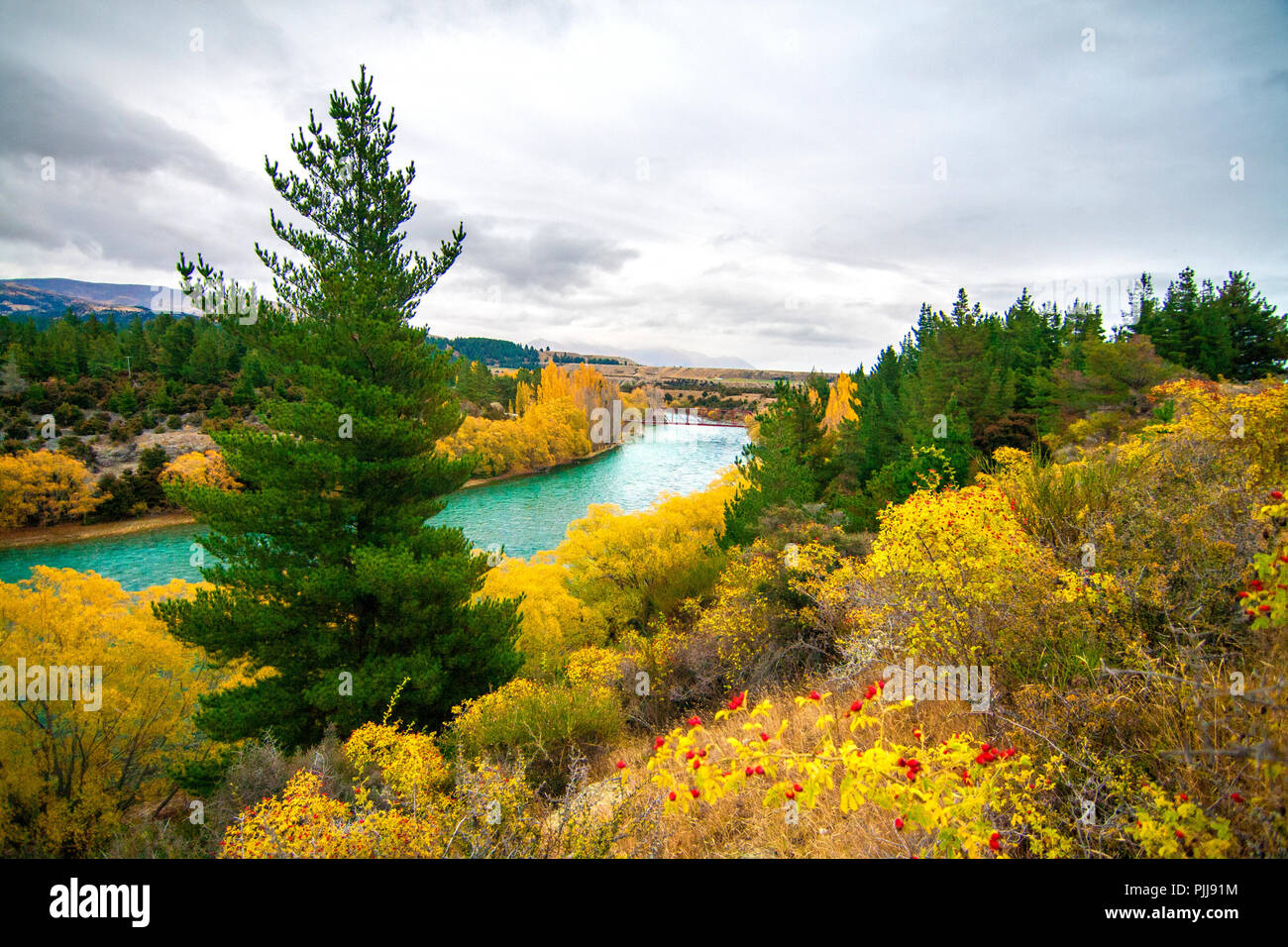 Emerald blue river, Clutha River, vicino a Wanaka, Nuova Zelanda, paesaggio autunnale con rosa canina frutti, alberi di pino, fiume e colorato alberi e cespugli Foto Stock