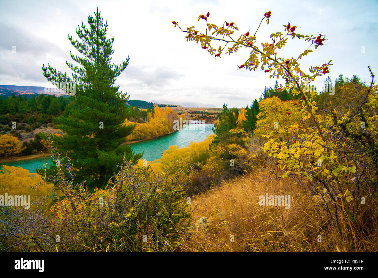 Emerald blue river, Clutha River, vicino a Wanaka, Nuova Zelanda, paesaggio autunnale con rosa canina frutti, alberi di pino, fiume e colorato alberi e cespugli Foto Stock