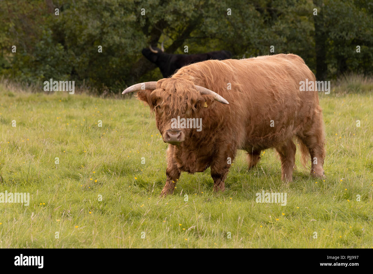 Scottish lungo cappotto Highland bovini in Fort William vicino a Ben Nevis, Scotland, Regno Unito Foto Stock