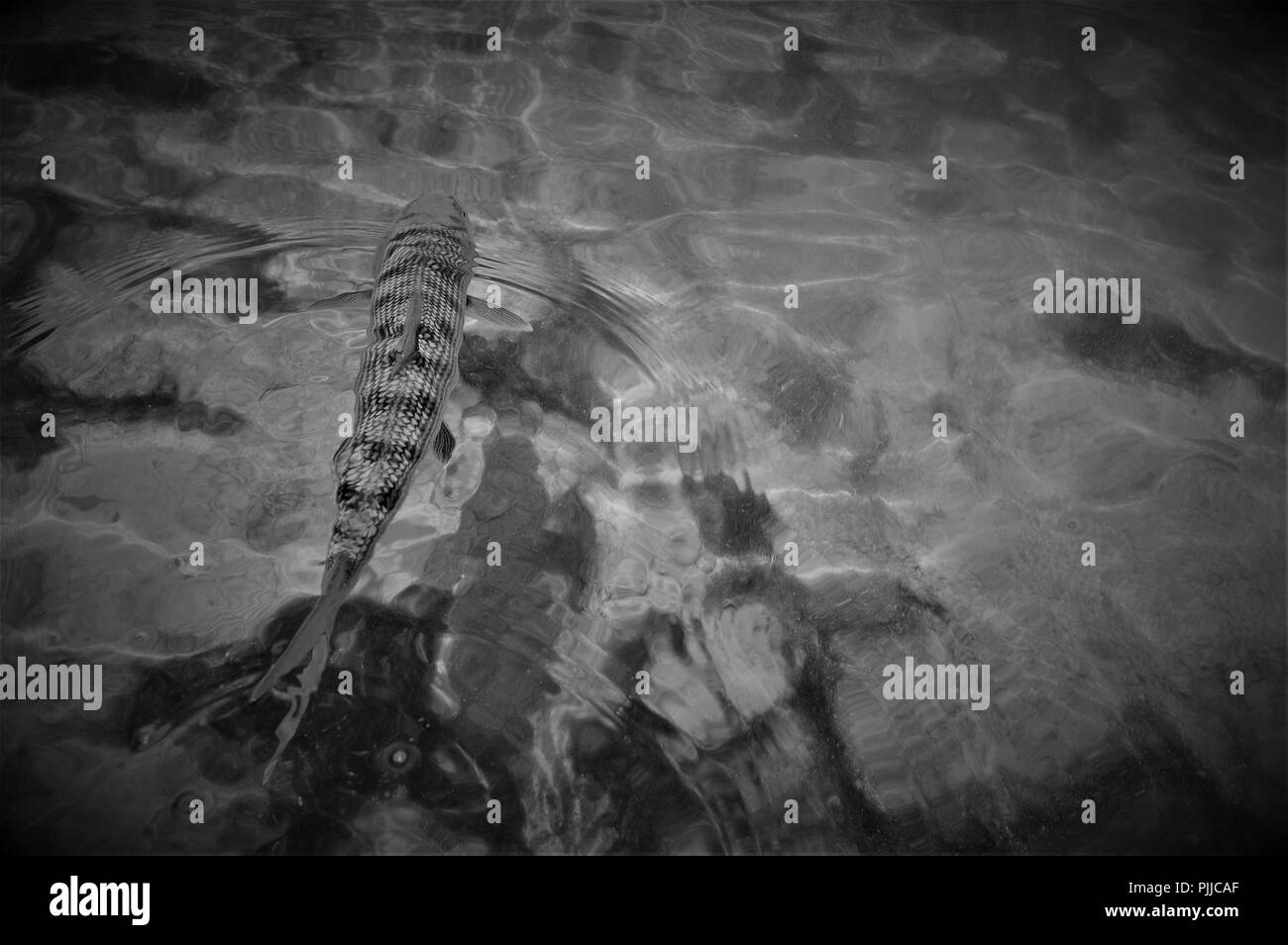 Bonefish sulle superfici piatte Foto Stock