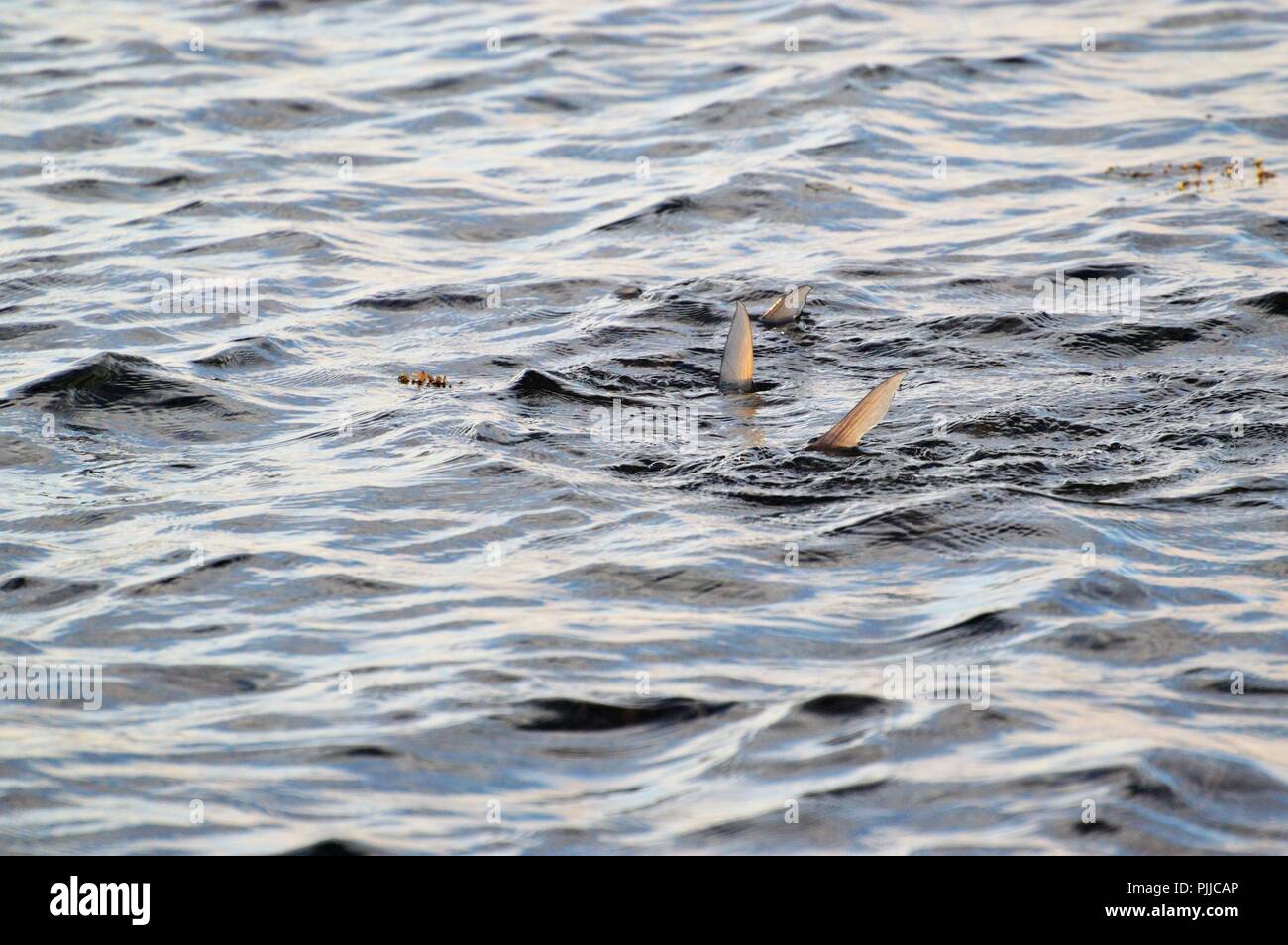 Bonefish sulle superfici piatte Foto Stock