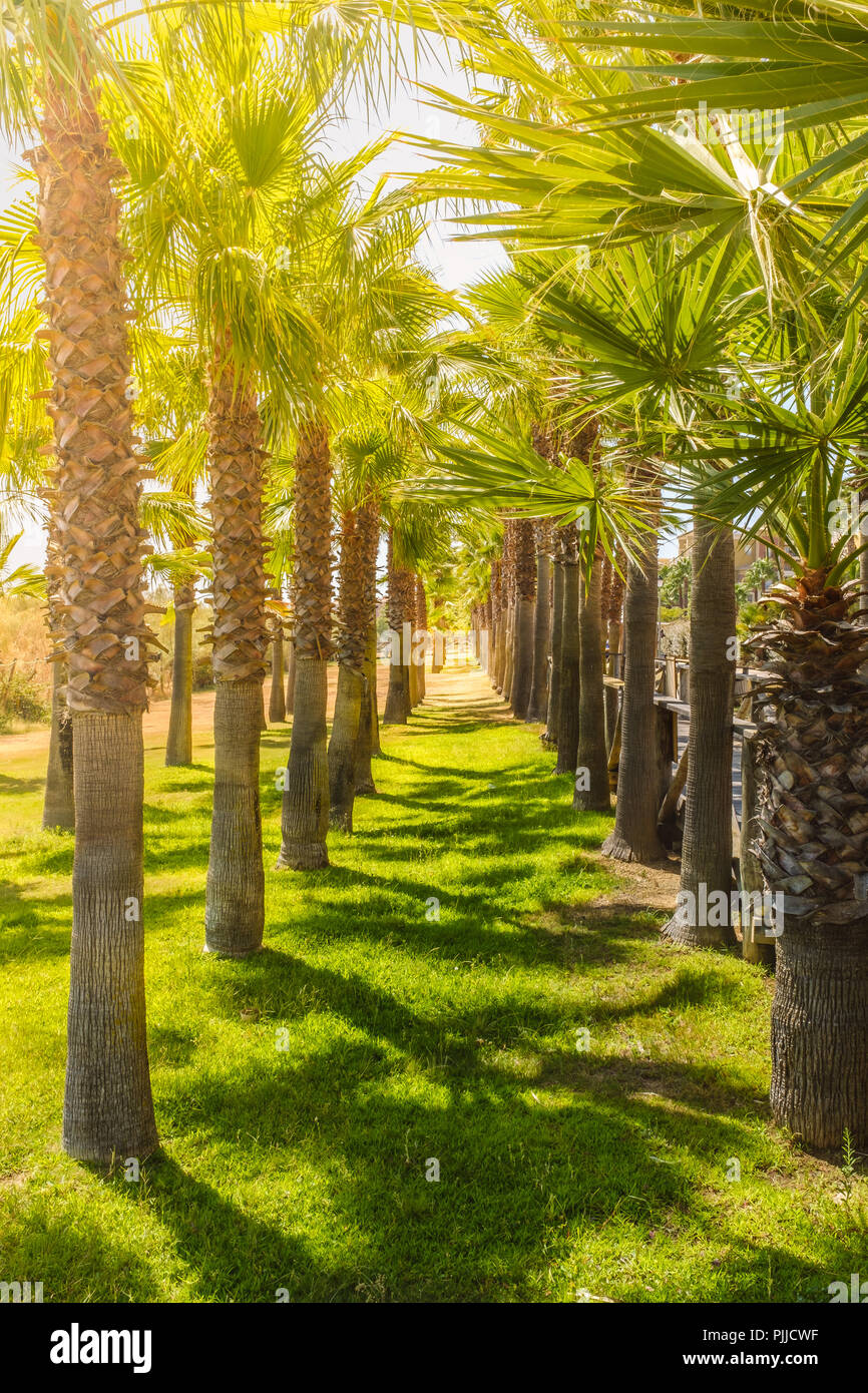 Una fila di alberi di palma formando un passaggio pedonale e punto di fuga su una soleggiata giornata estiva in Isla Canela, Andlaucia, Spagna. L erba verde e la Foto Stock