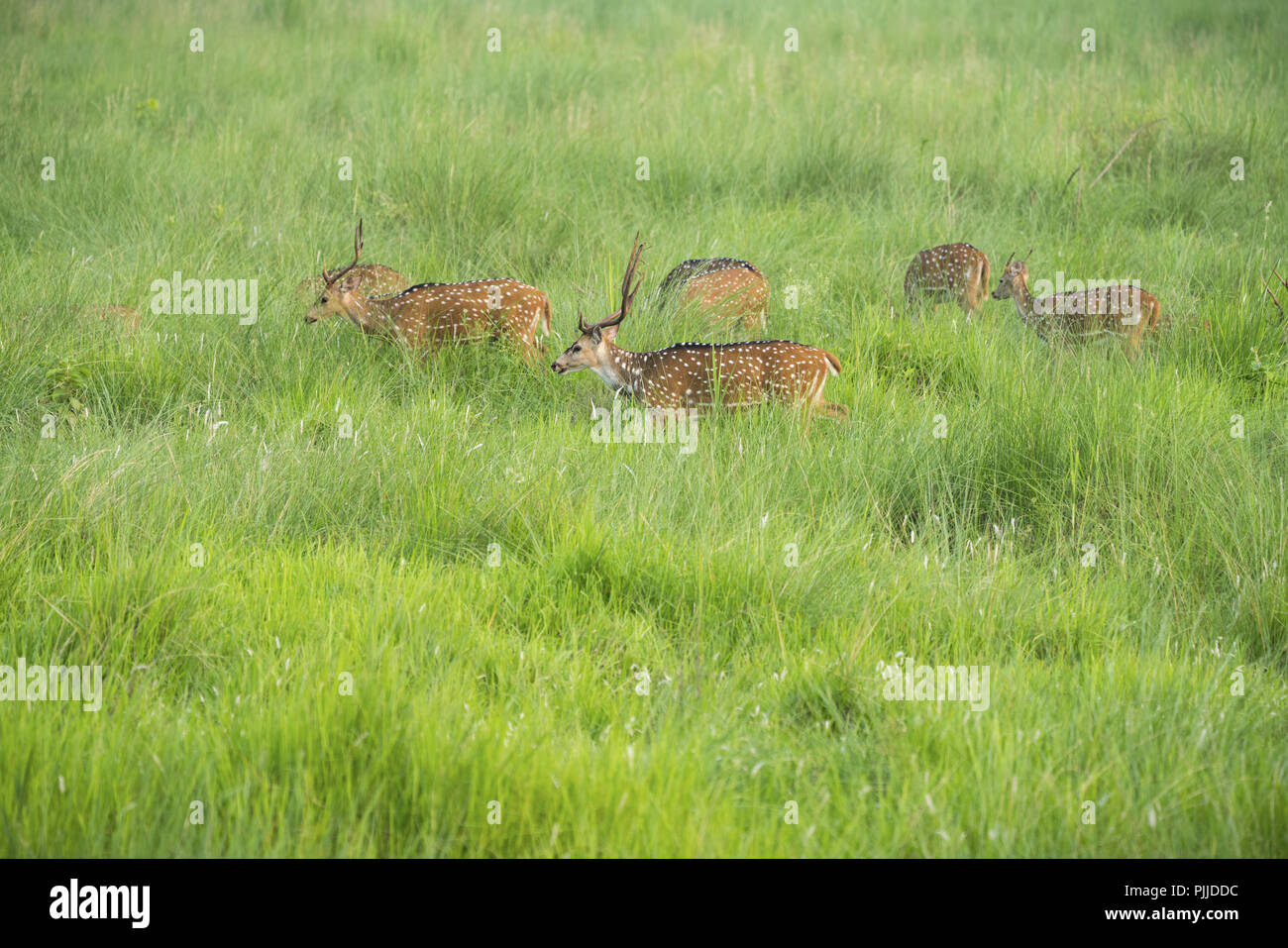 Sika macchiato o allevamento di cervi in erba elefante. La fauna selvatica e la foto di animali. Giapponese deer Cervus nippon Foto Stock