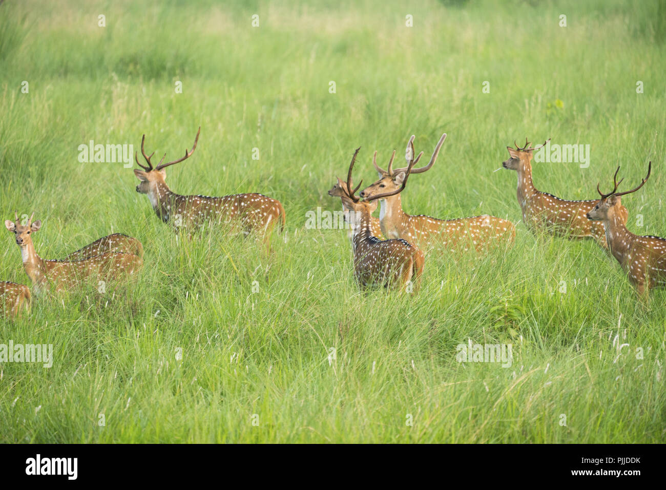 Sika macchiato o allevamento di cervi in erba elefante. La fauna selvatica e la foto di animali. Giapponese deer Cervus nippon Foto Stock