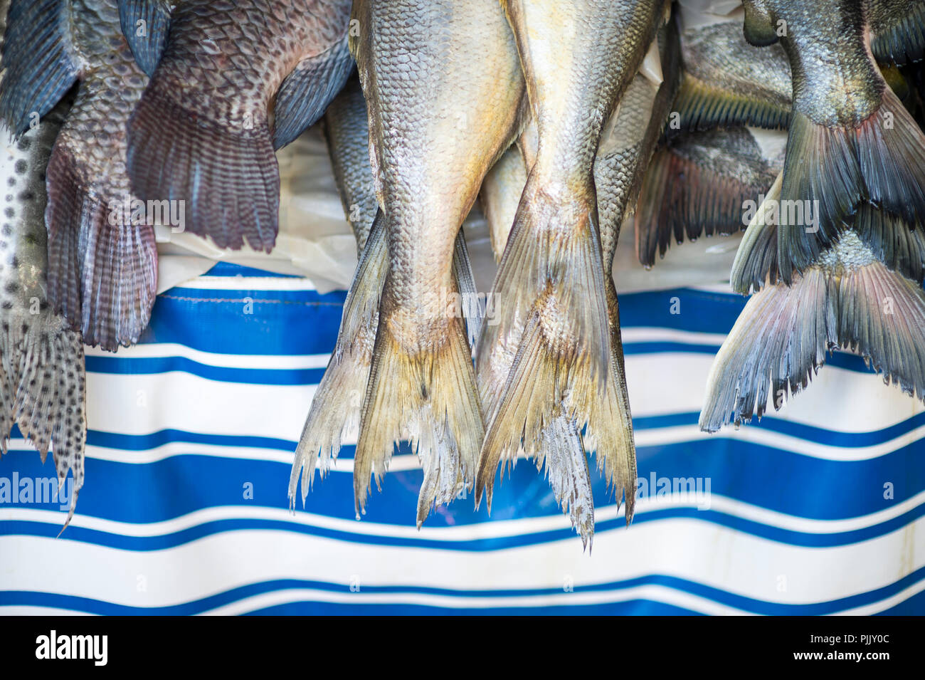 Code di pesce in un mercato in stallo appendere sopra blu Tenda a strisce che assomigliano a onde del mare Foto Stock