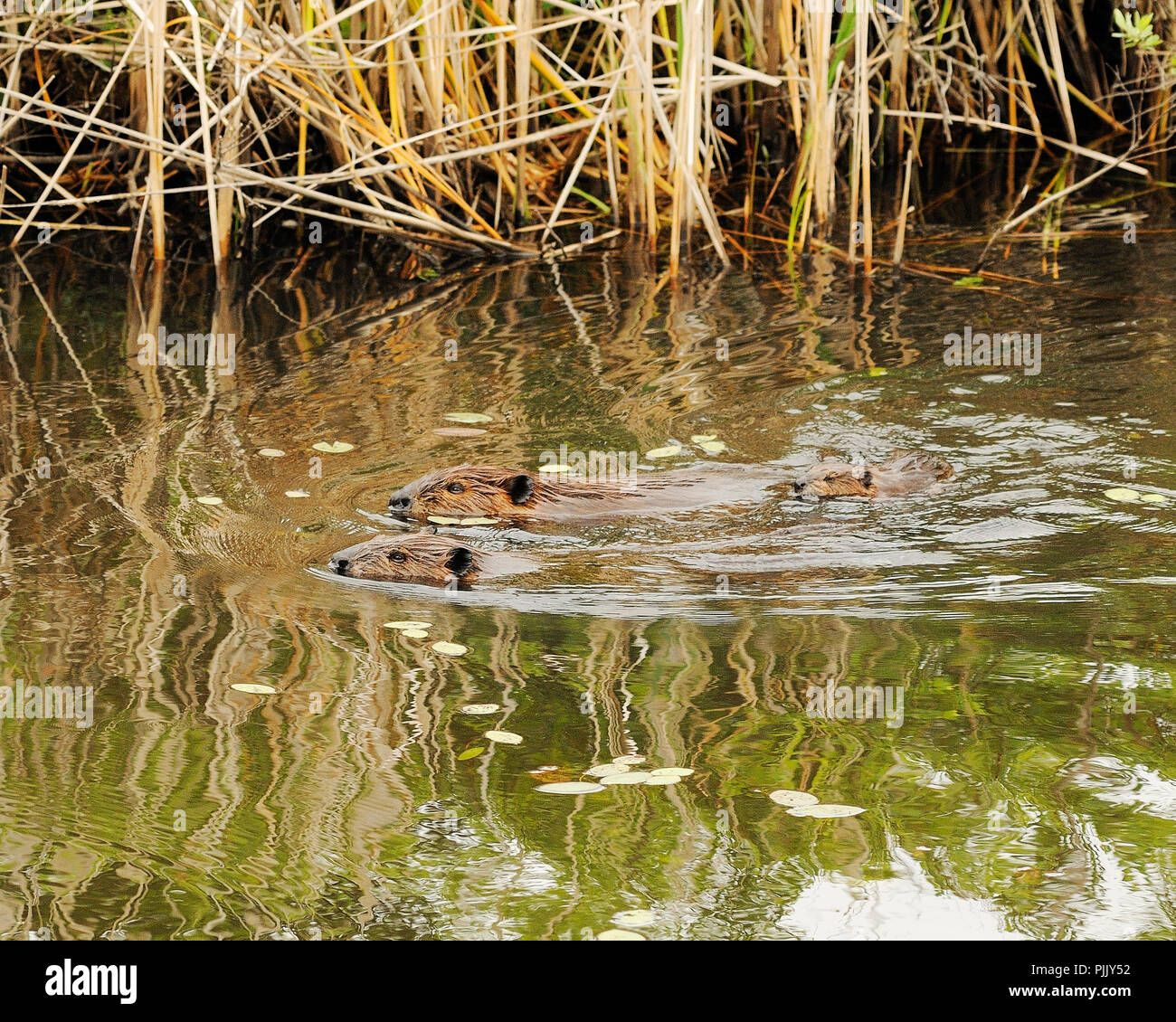 Beaver famiglia godendo le sue circostanti. Foto Stock