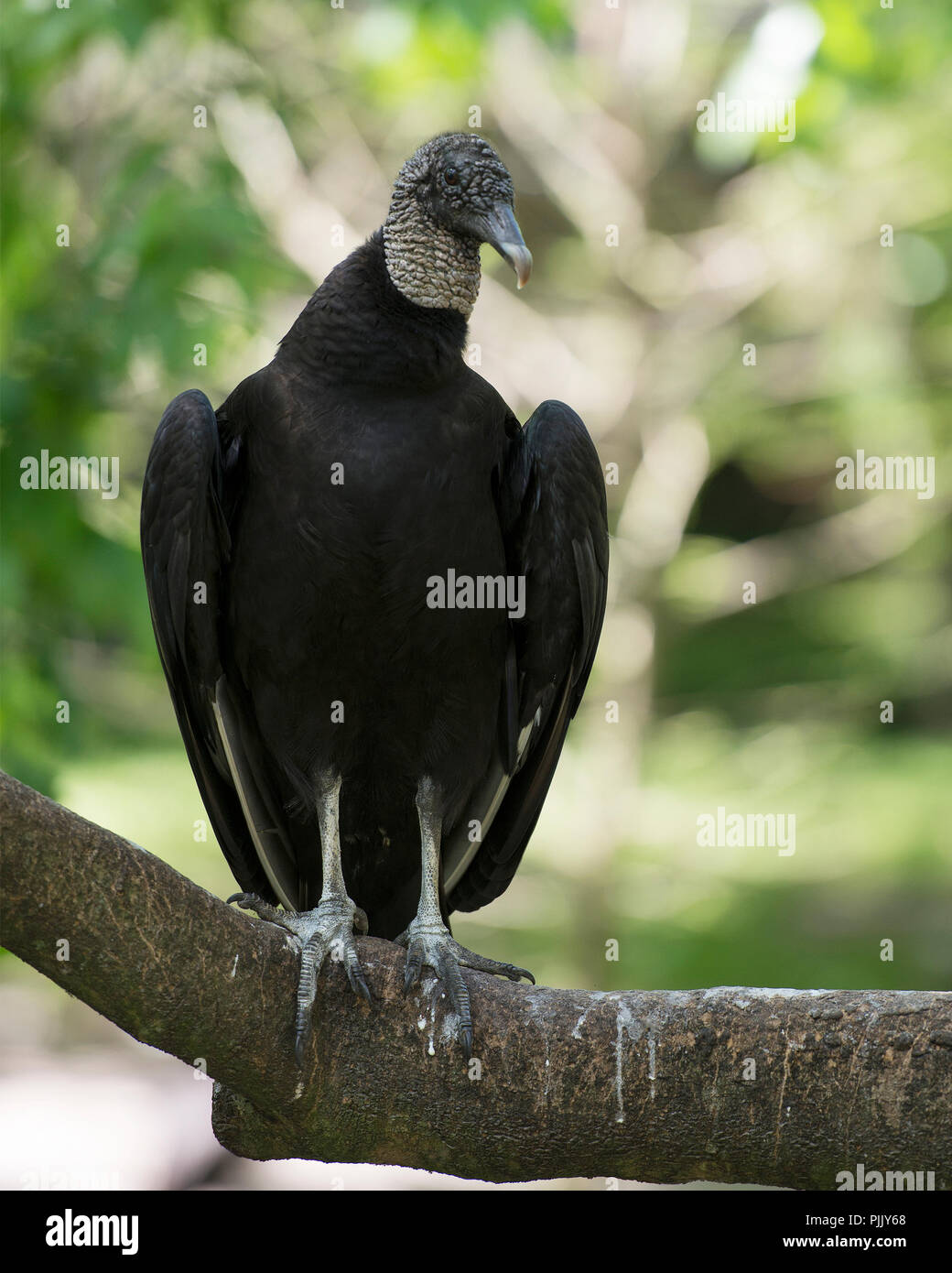 Avvoltoio nero uccello appollaiato su un ramo con un sfondo bokeh visualizzazione di piume nere piumaggio, grigio in testa le sue circostanti e l'ambiente. Foto Stock