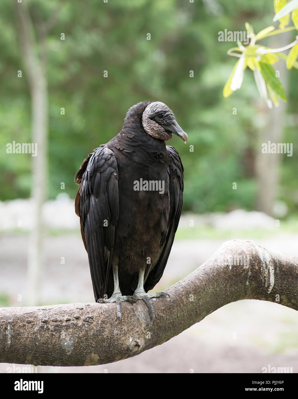 Avvoltoio nero uccello appollaiato su un ramo con un sfondo bokeh visualizzazione di piume nere piumaggio, grigio in testa le sue circostanti e l'ambiente. Foto Stock