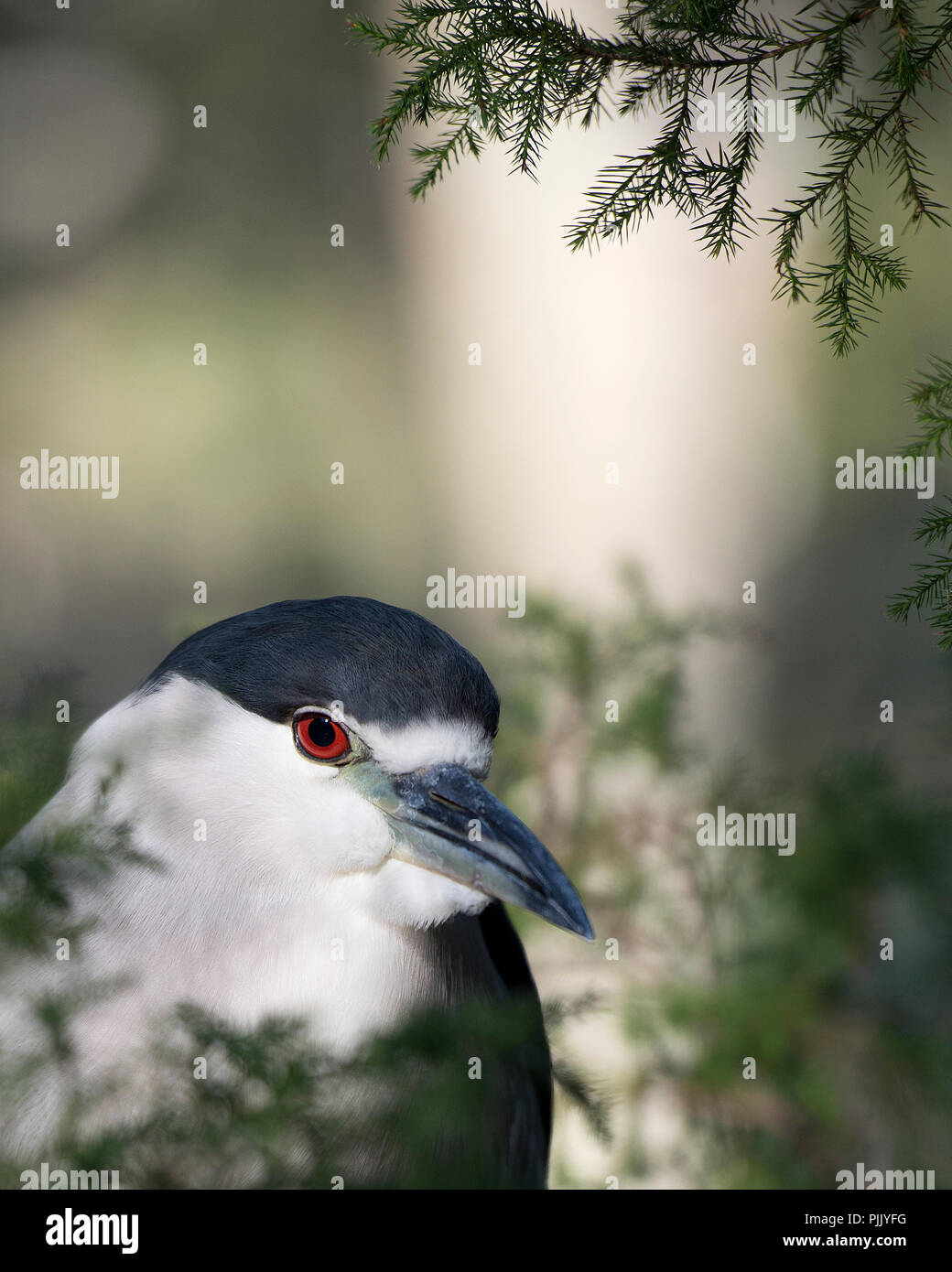 Nero notte incoronato-heron uccello adulto testa close-up vista di profilo con sfondo bokeh visualizzazione testa blu piumaggio, la testa, il becco, occhi rossi. Foto Stock