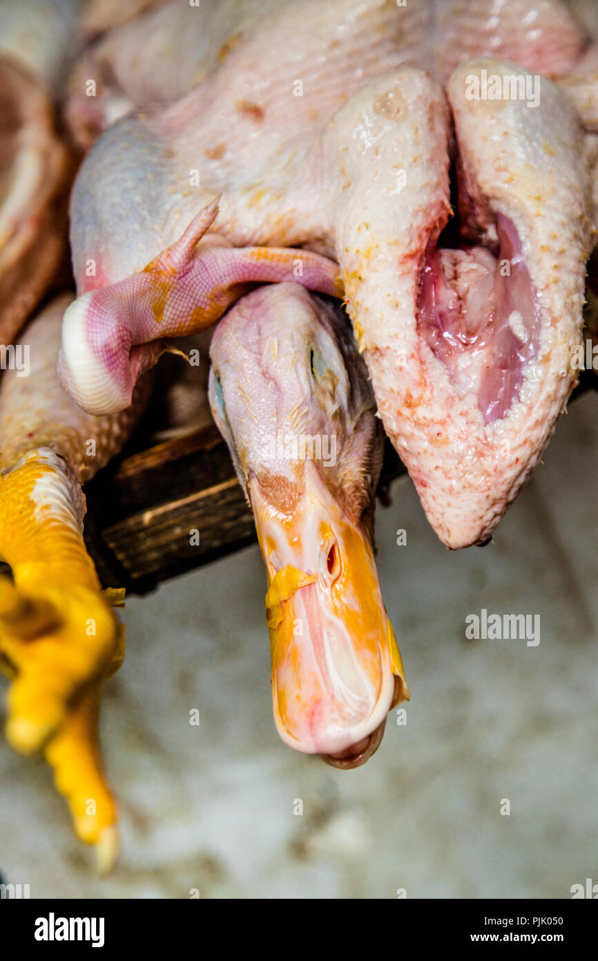 Carni di pollame presso la mattina mercato nel quartiere storico, Hanoi, Vietnam Foto Stock