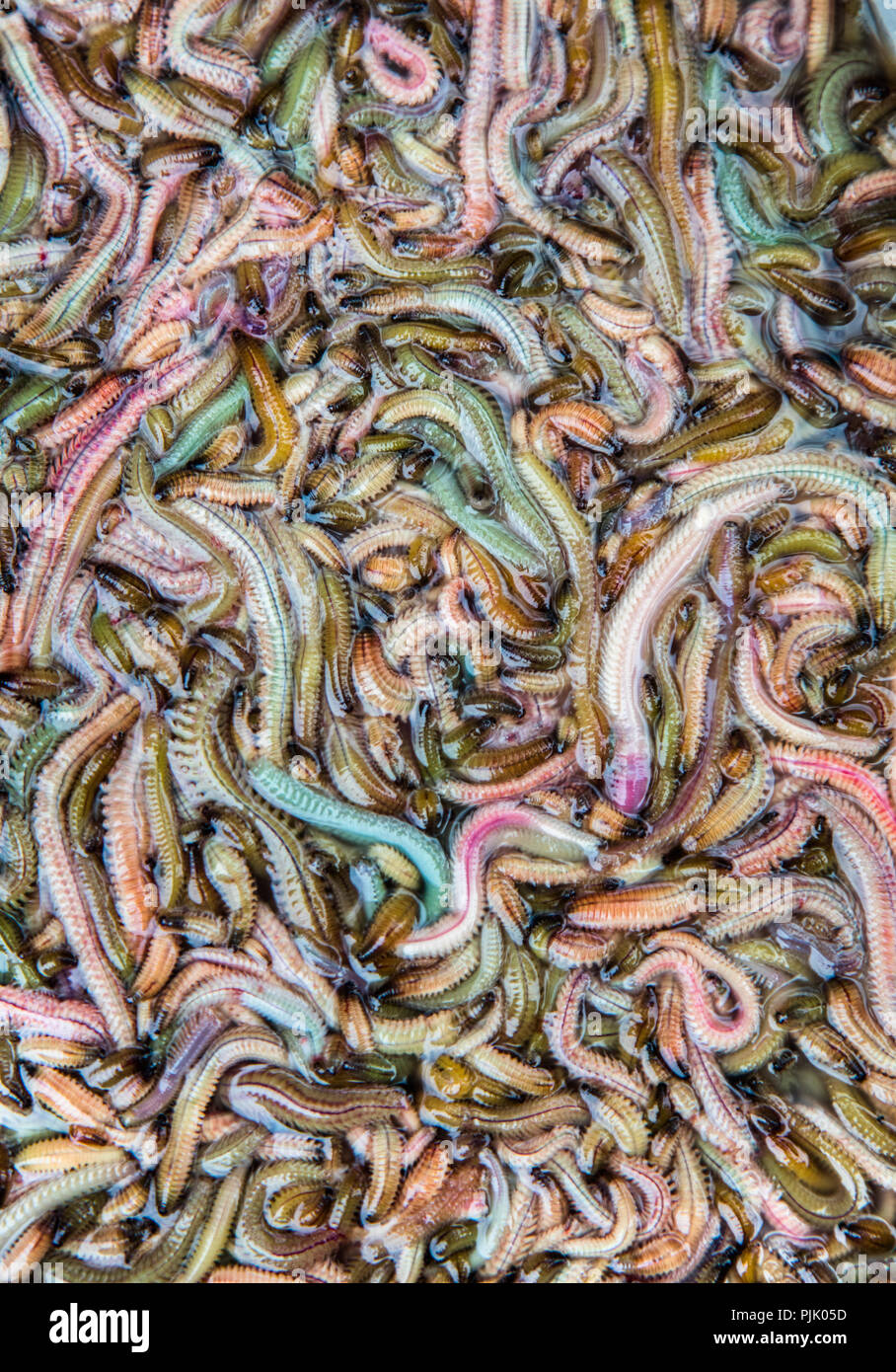 Mare Fresco worm al mercato di mattina nel quartiere storico di Hanoi, Vietnam. Yup. Essi possono essere utilizzati per rendere le frittate, apparentemente Foto Stock