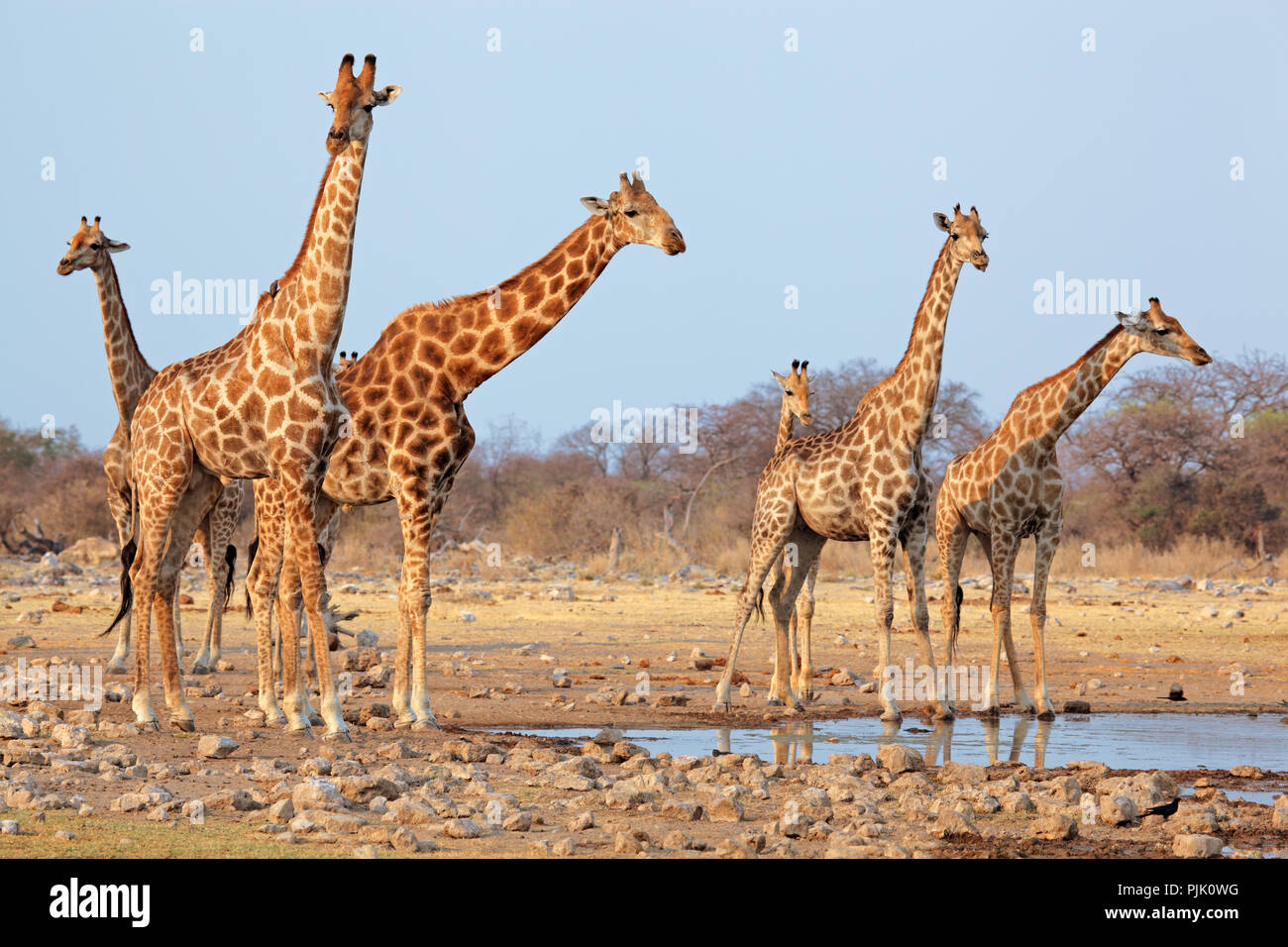 La giraffa mandria (Giraffa camelopardalis) a Waterhole, il Parco Nazionale di Etosha, Namibia Foto Stock