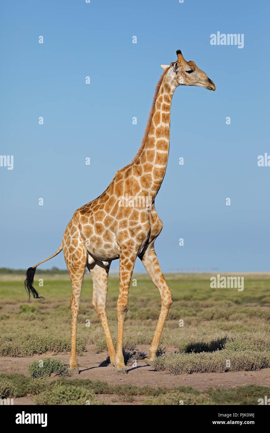 Una giraffa (Giraffa camelopardalis) sulle pianure del Parco Nazionale di Etosha, Namibia Foto Stock