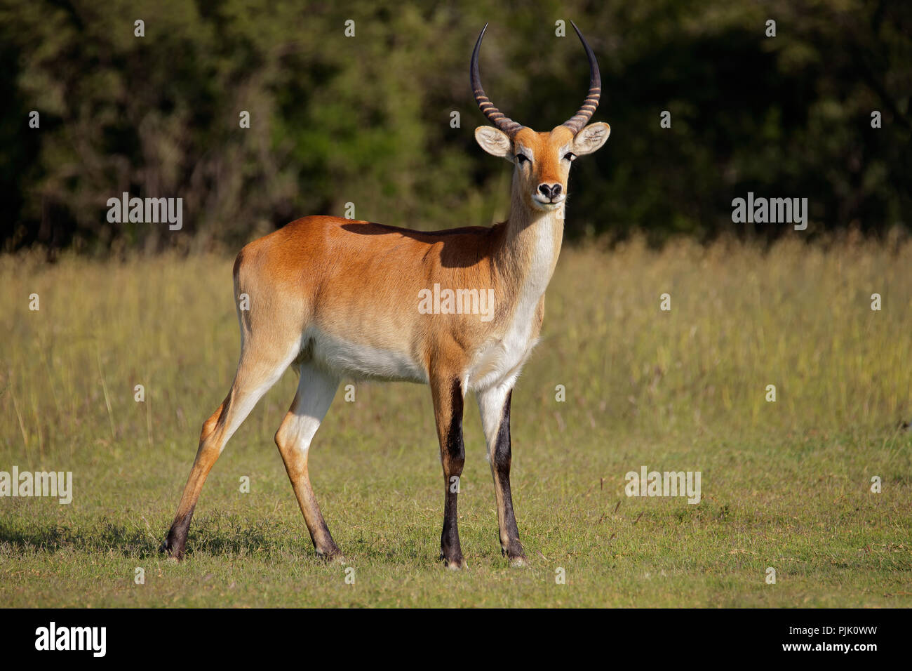 Maschio rosso lechwe antilope (Kobus leche) in habitat naturale, Sud Africa Foto Stock