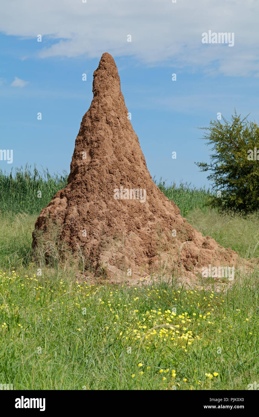 Termite mound e giallo fiori selvaggi contro un cielo blu, il Parco Nazionale di Etosha, Namibia Foto Stock