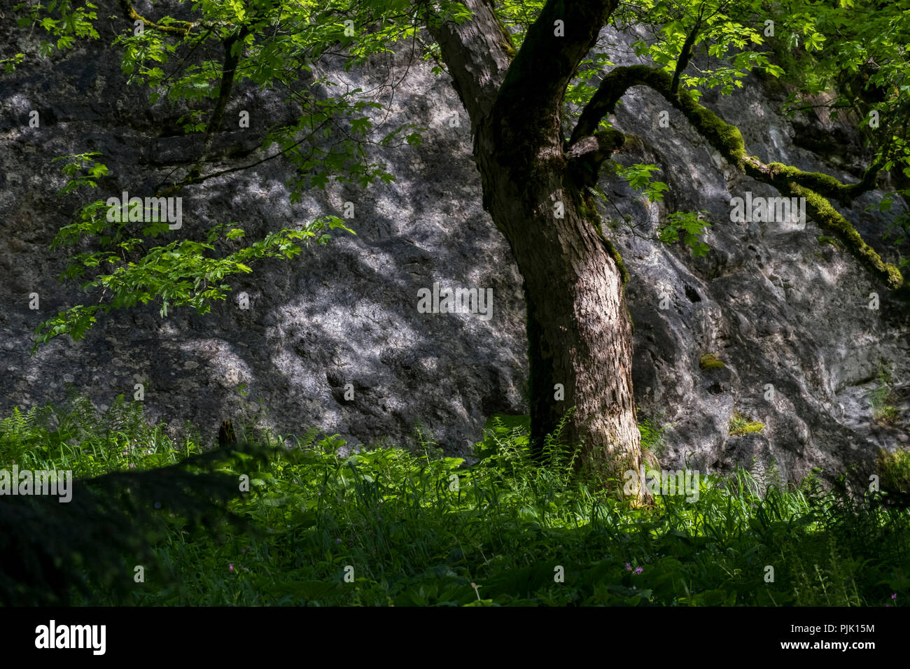 Acero di monte al Laber mountain, Oberammergau Alpi Ammergau, Alpi Bavaresi, Alta Baviera, Baviera, Germania Foto Stock
