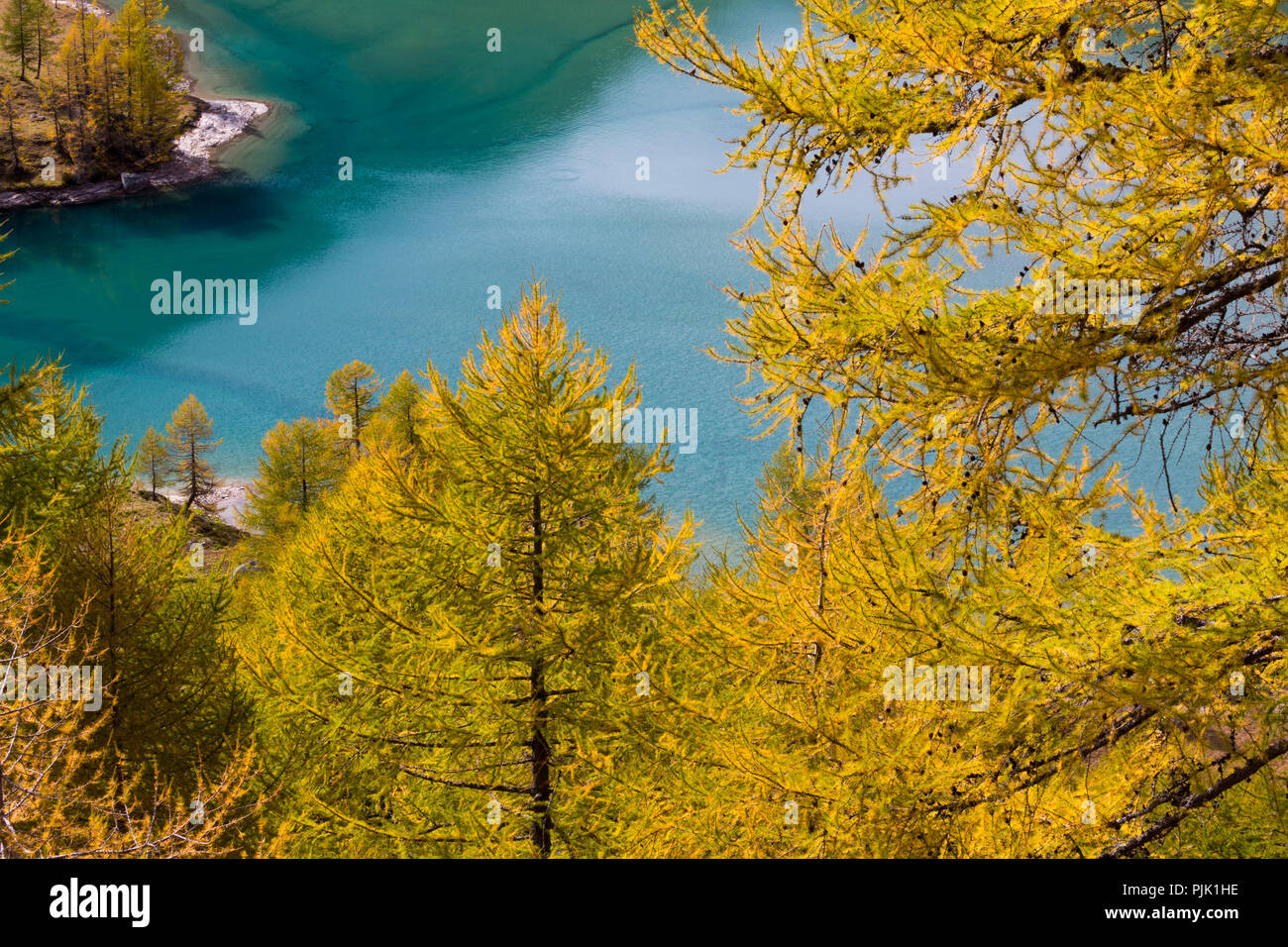 Autunno sull'Alp Grüm vicino a Poschiavo del cantone dei Grigioni, Svizzera Foto Stock