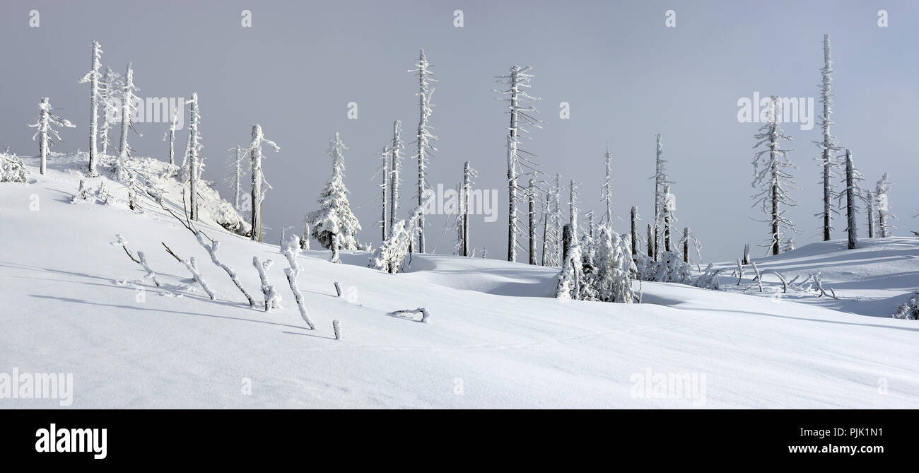Coperta di neve paesaggio invernale sulla montagna Großer Rachel in inverno, abete coperto di neve e distrutto attraverso l'infestazione da scolitidi, Foresta Bavarese natura park, Baviera, Germania Foto Stock