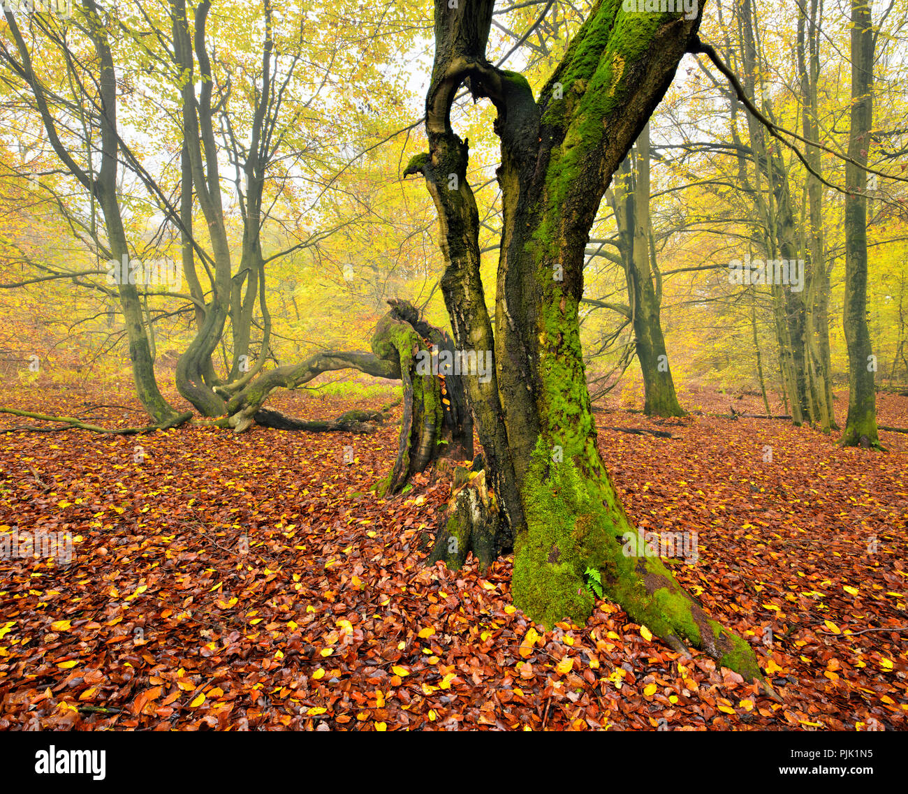 Le rovine di un vecchio faggio in un ex pascolo di legno, Sababurg, Reinhardswald, Nord Hesse, Hesse, Germania Foto Stock