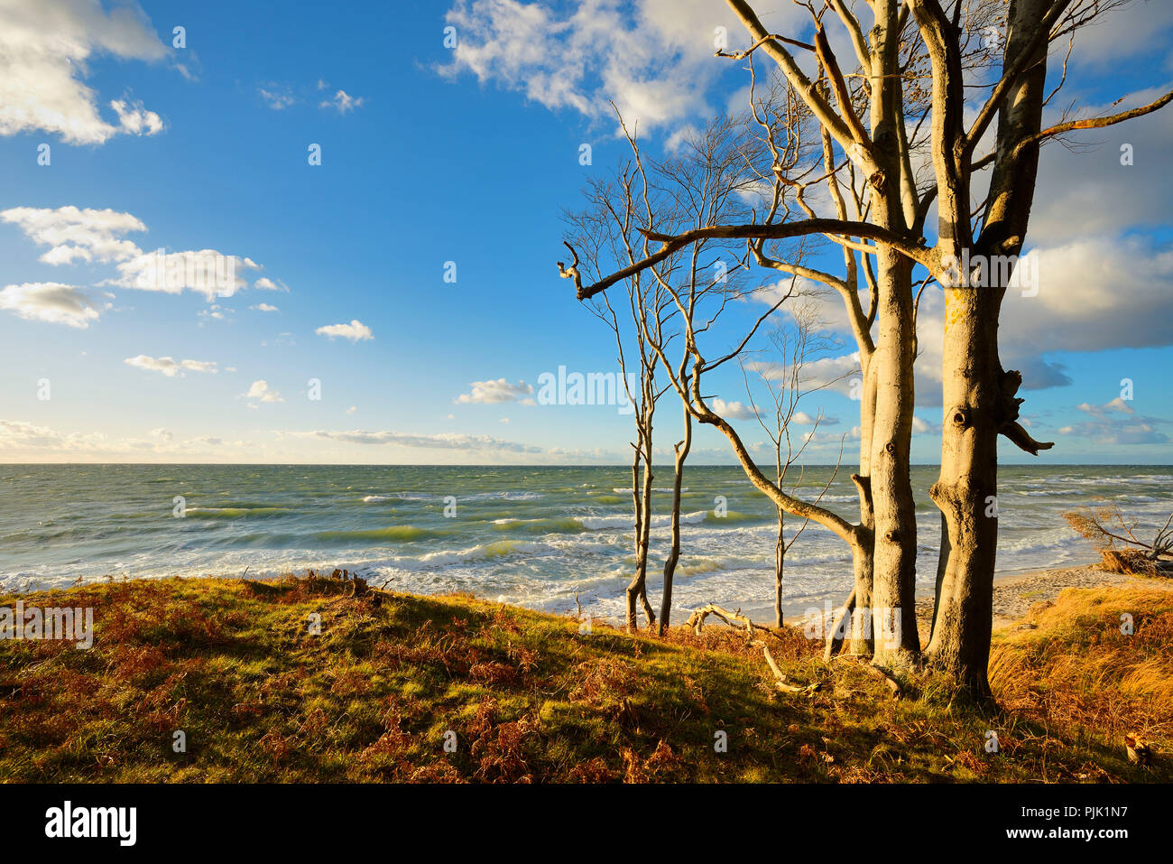 Germania, Meclemburgo-Pomerania, Fischland-Darß-Zingst, Darß Peninsula, Western Pomerania Area Laguna Parco Nazionale foreste costiere sulla spiaggia occidentale, luce della sera, vista la burrascosa del Mar Baltico Foto Stock