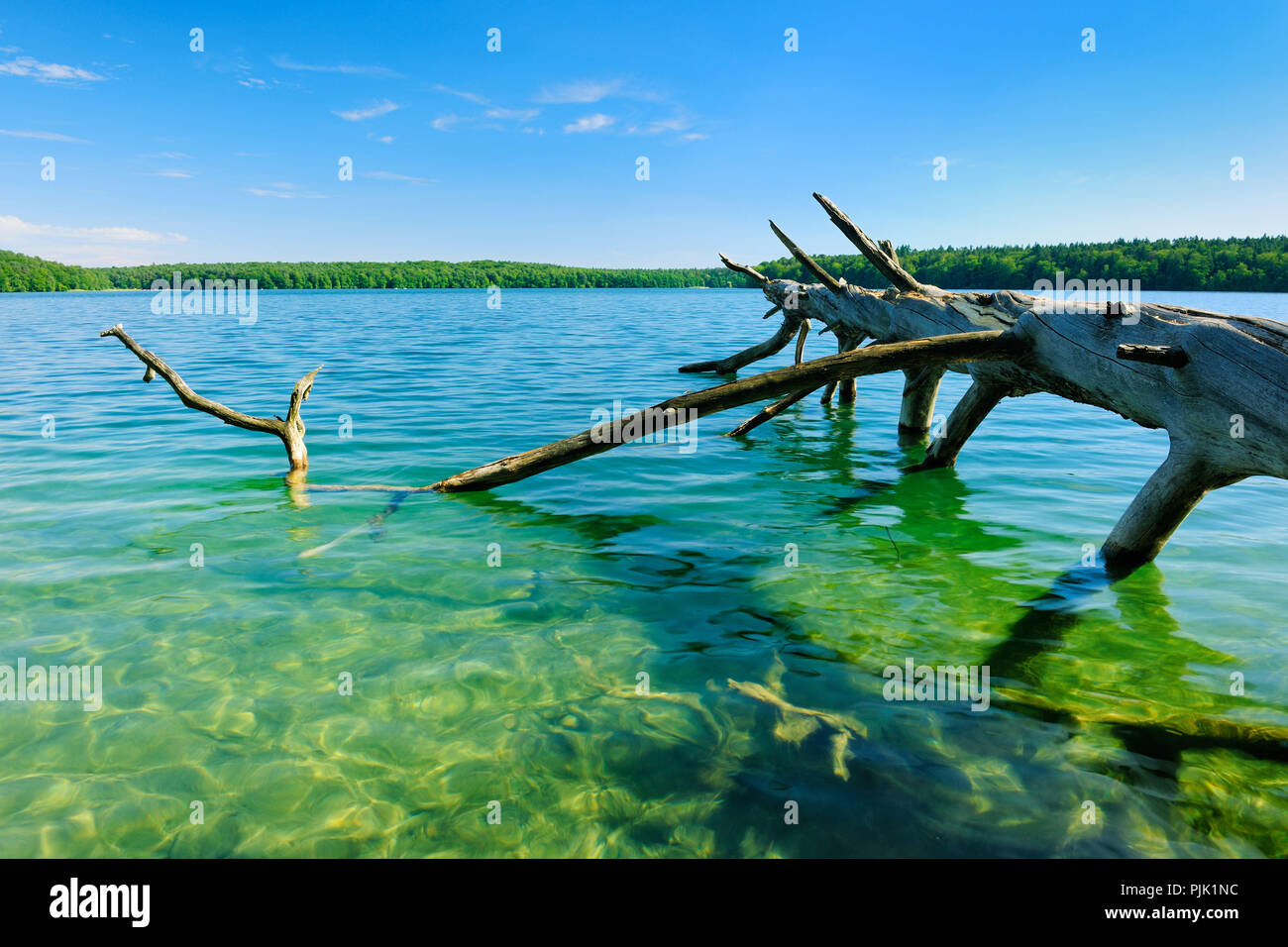 Tronco di albero risiede nel lago, acqua chiara, blu cielo estate al grande Stechlin, Brandeburgo, Germania Foto Stock