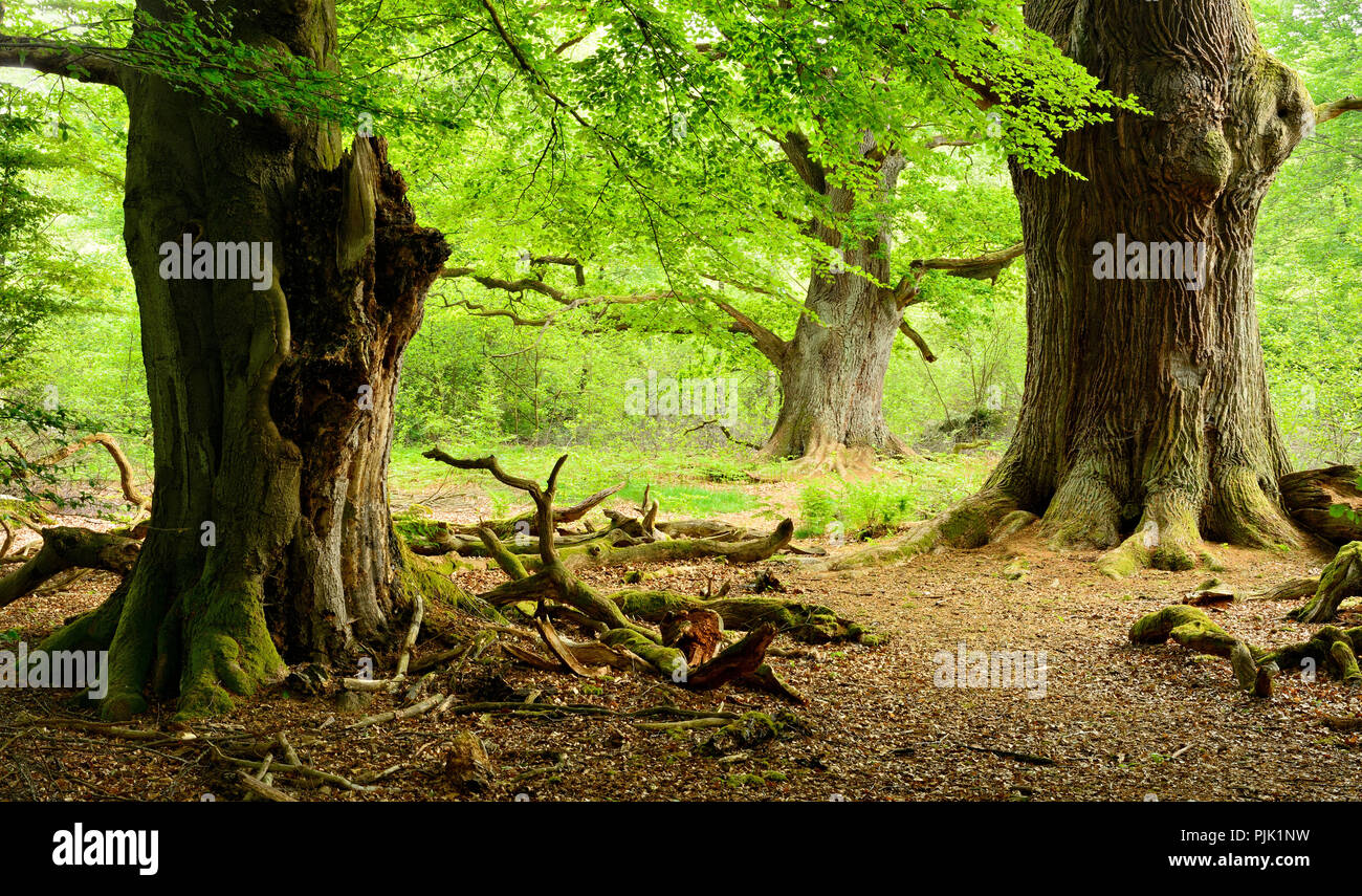 Il gigante vecchie querce e faggi treees in un ex pascolo di legno, Sababurg, Reinhardswald, Nord Hesse, Hesse, Germania Foto Stock