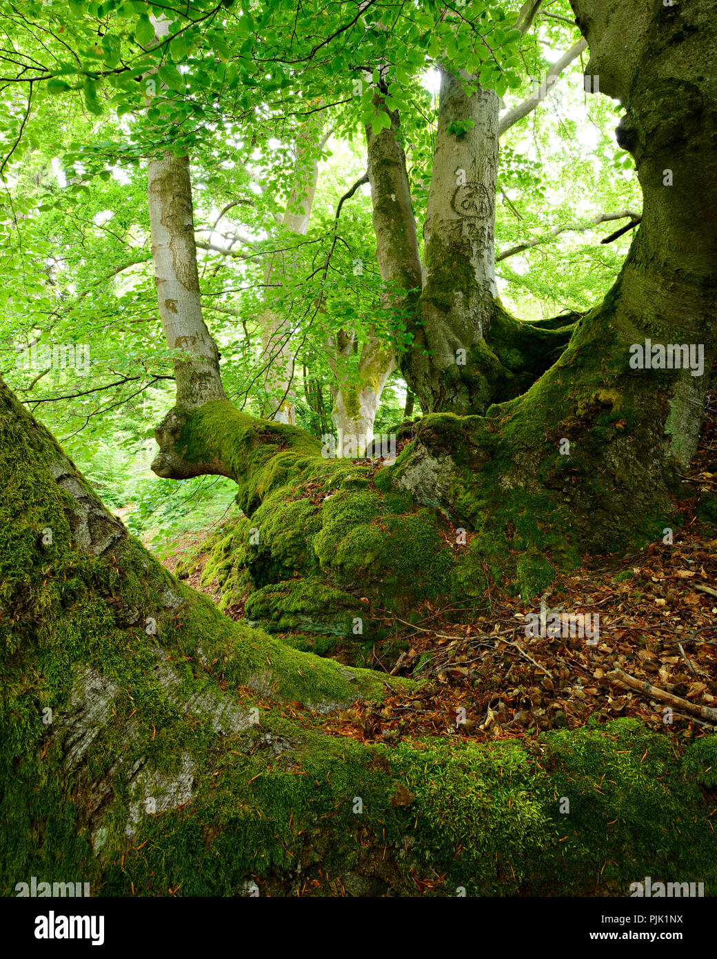 Vecchio faggio sovradimensionate treees su moss-rocce coperte, Kellerwald-Edersee natura park, Hesse, Germania Foto Stock