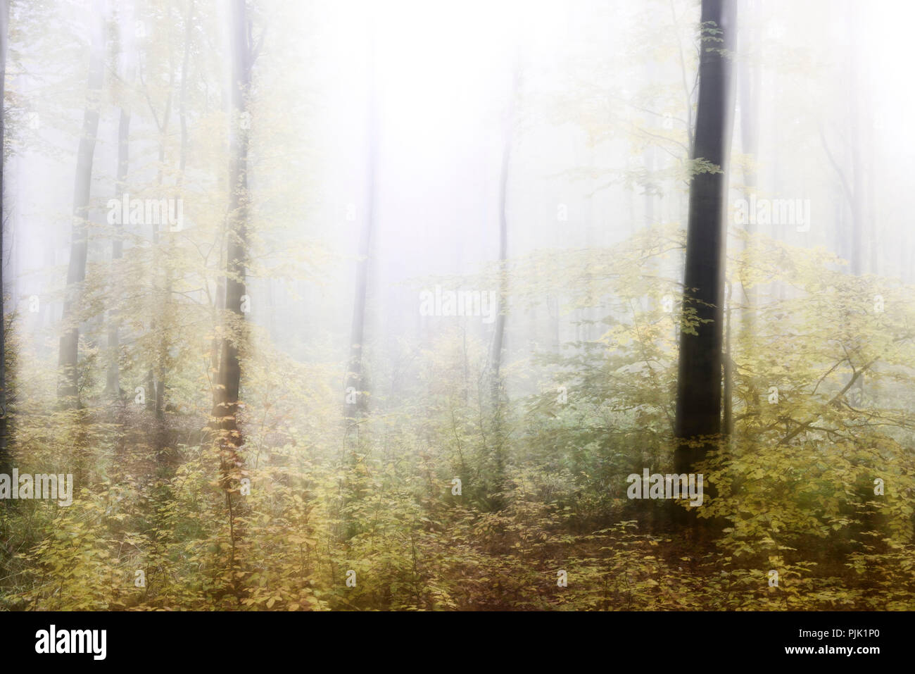 Foresta di nebbia in autunno, studio astratto, manomissione telecamera durante le riprese, il colore e il contrasto digital alterato, grana di pellicola visibile Foto Stock