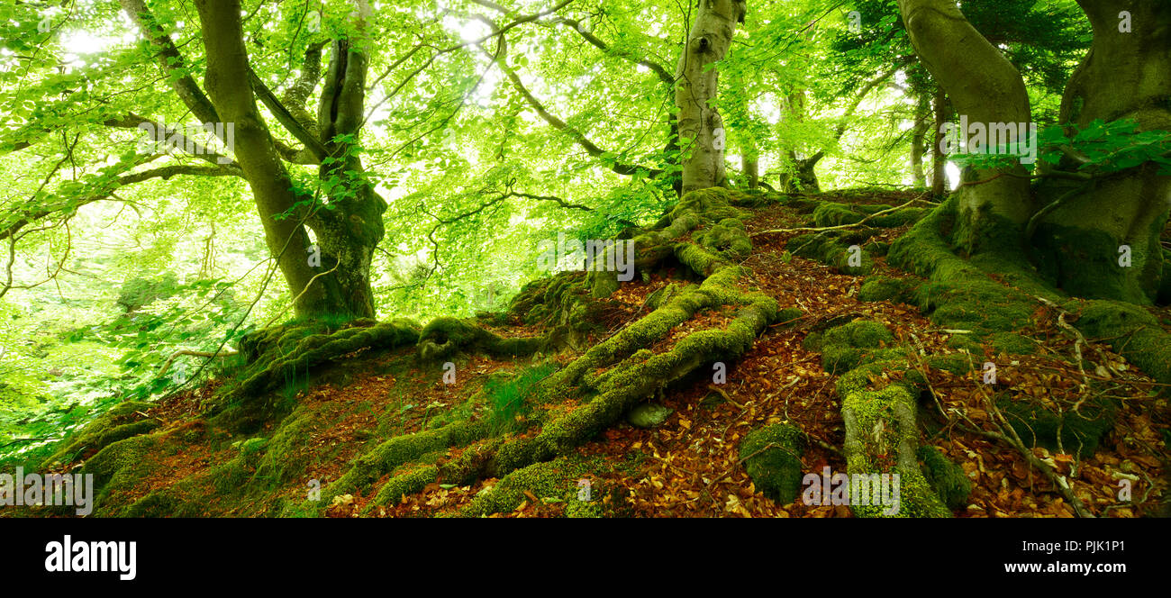 Vecchio decadeva faggi, radici coperte di muschio, Kellerwald-Edersee natura park, Hesse, Germania Foto Stock