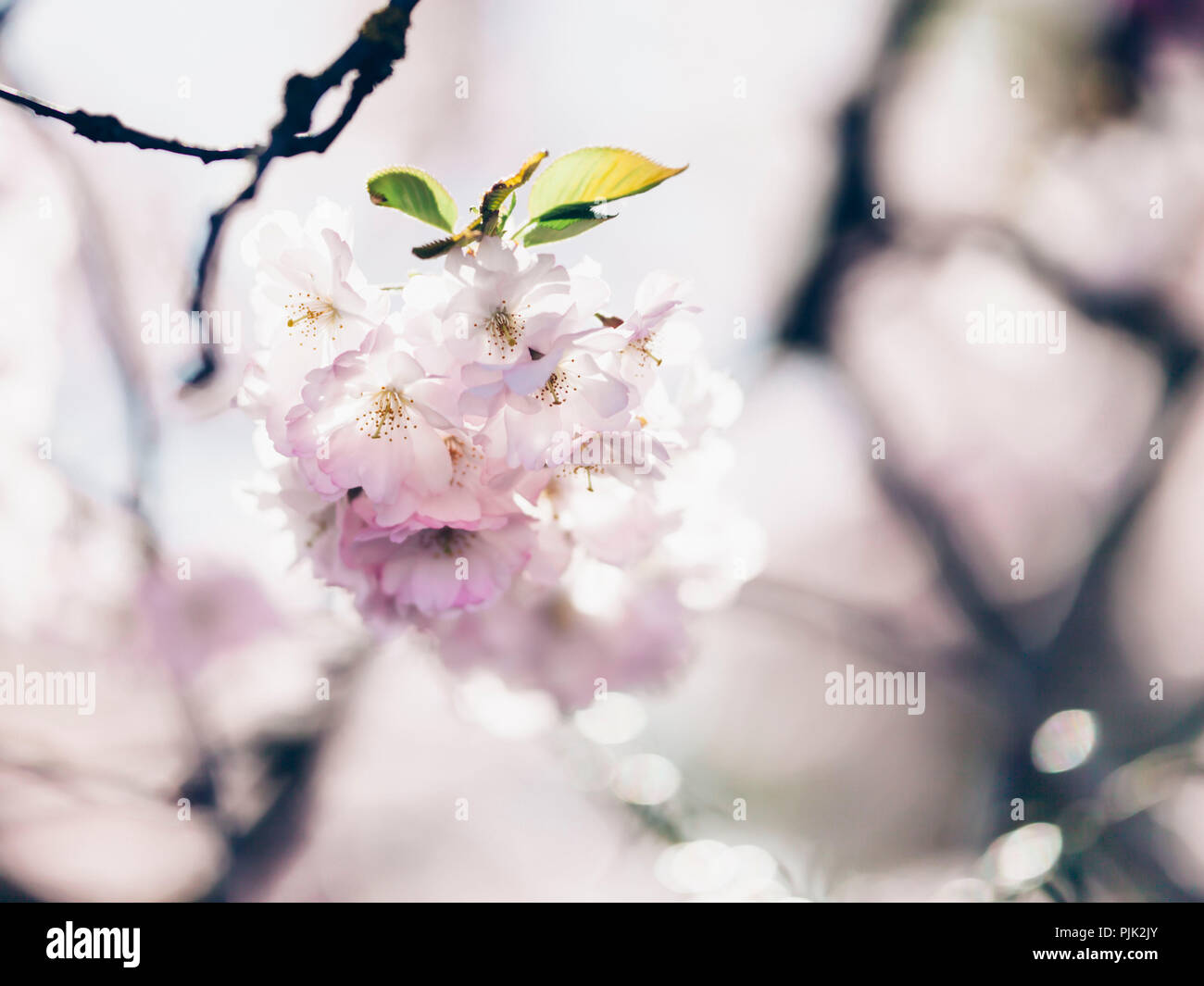 Fiore di Ciliegio ramo con fiori in primavera sole, Foto Stock